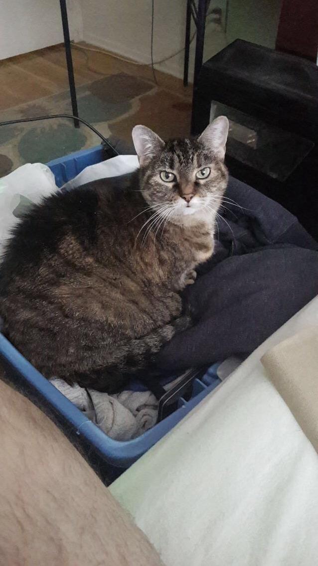 Auggie in the Hamper