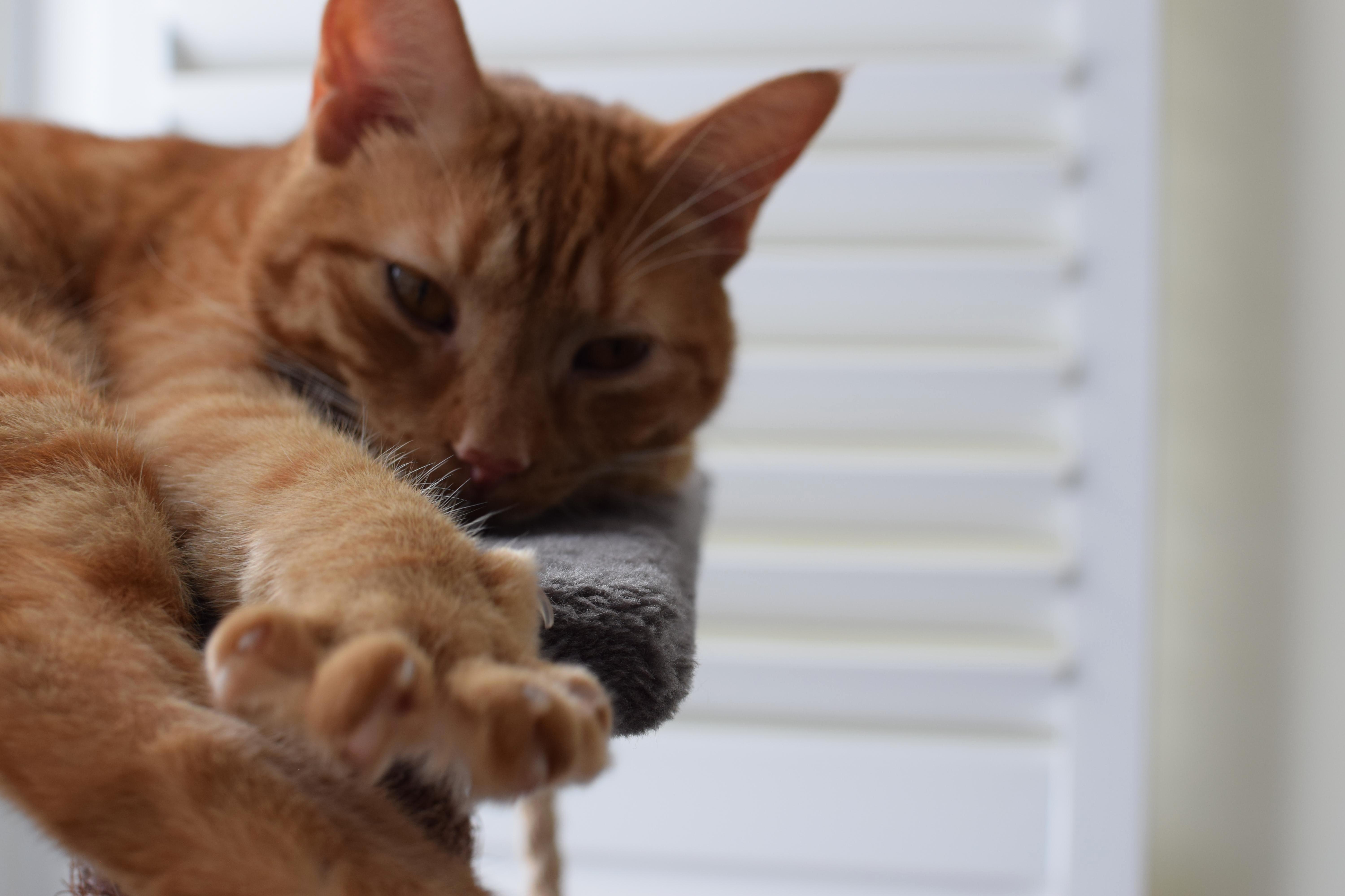 Back Off with Your Stupid Camera!
