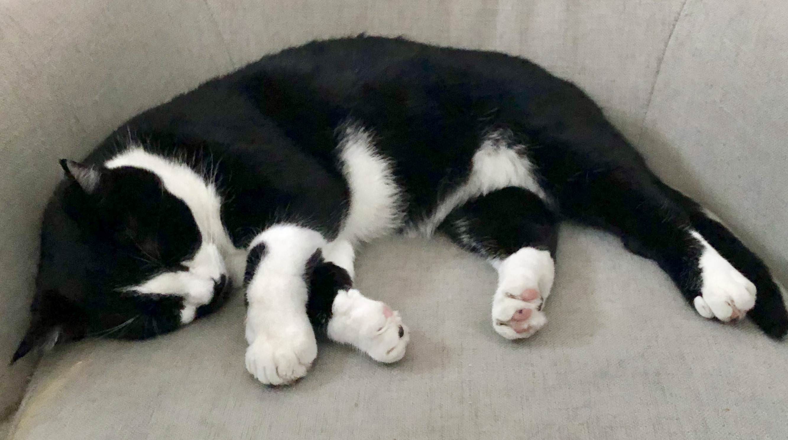Bandit, in His Executive Chair Pondering Major Decisions.