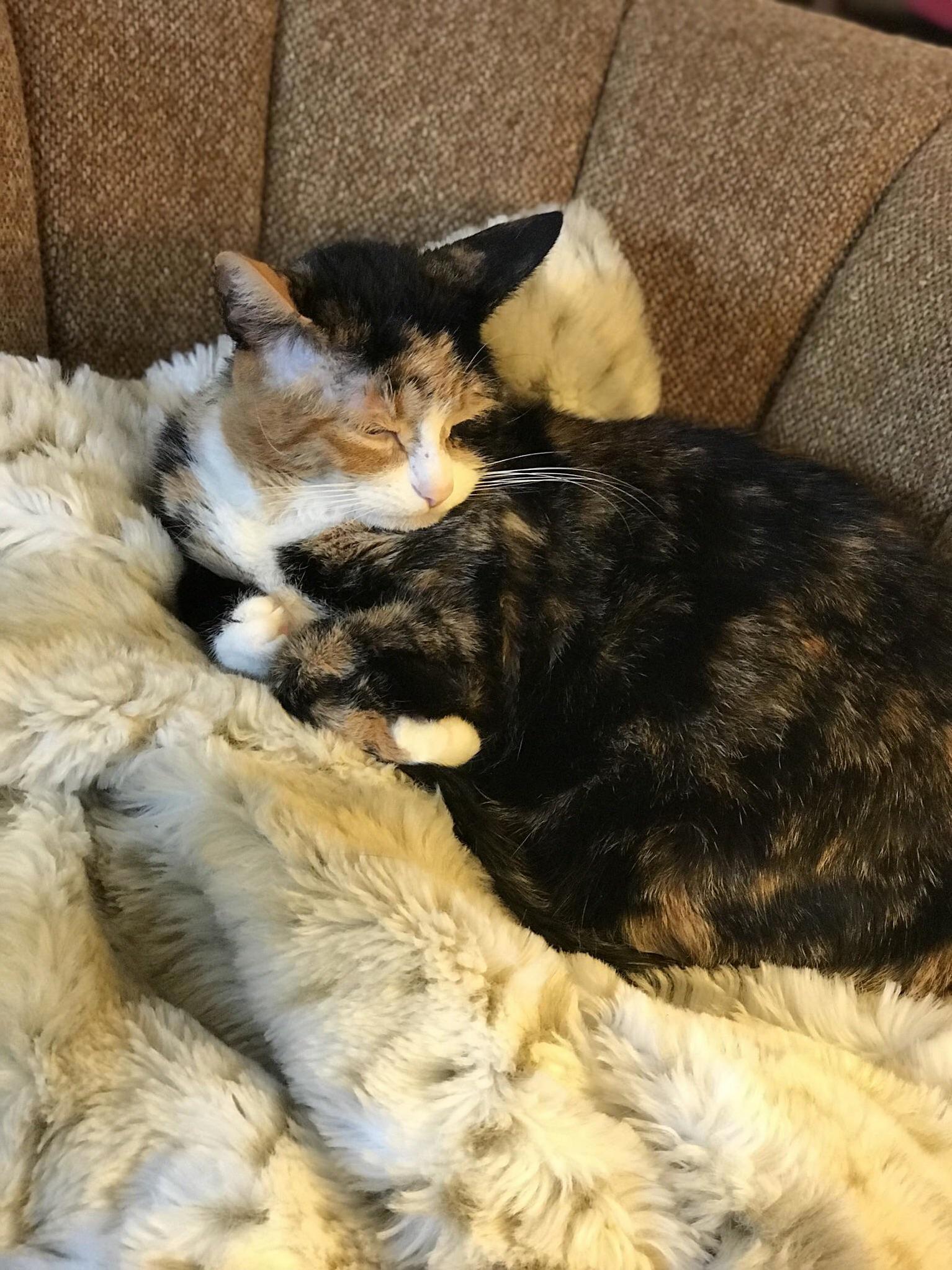 Barn Cat Turned Bougie Kitty on Her Fur Coat