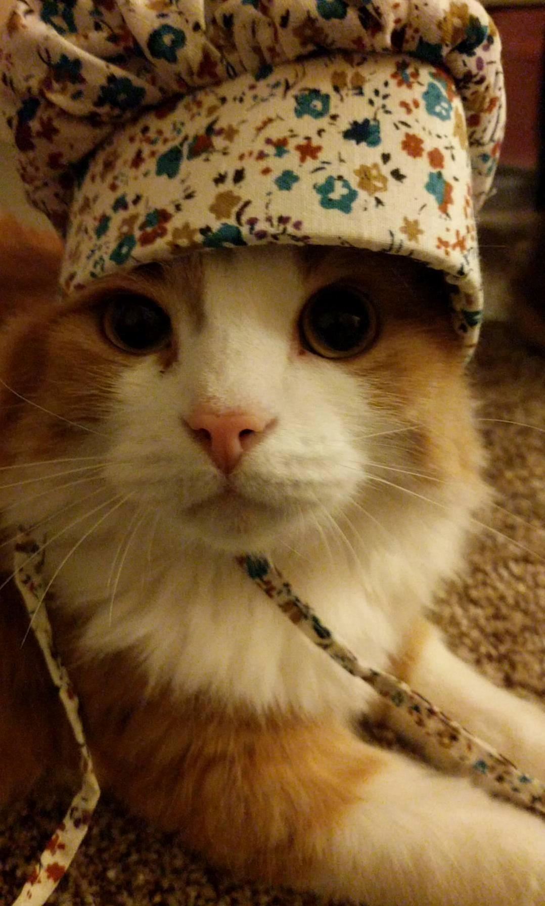 Bashi in a Bonnet.
