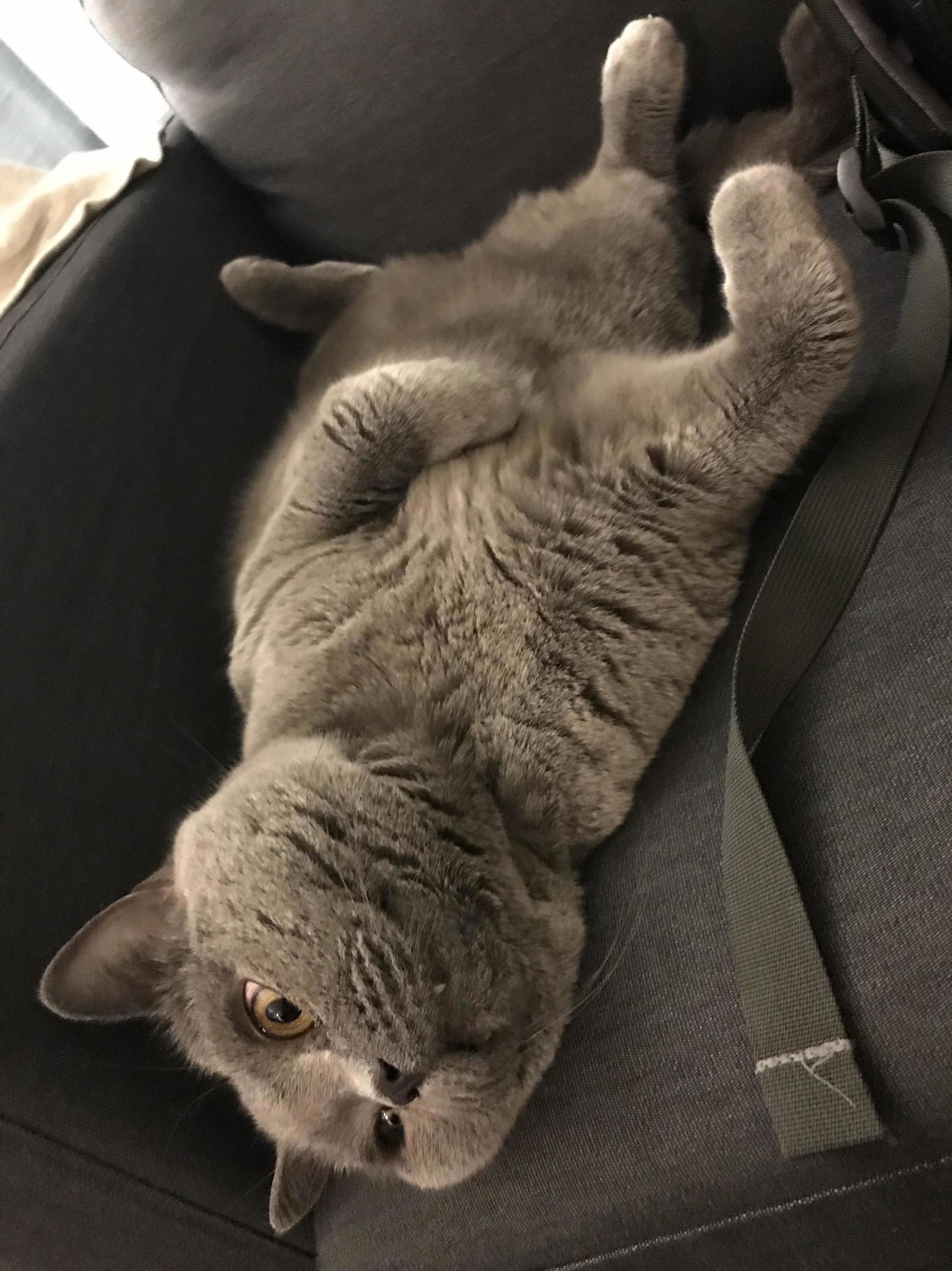 Baxter British Shorthair