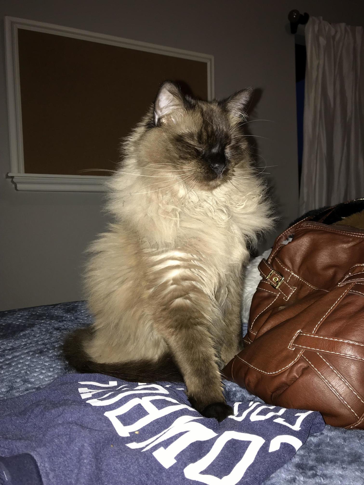 Beautiful Floof My Friend Adopted Yesterday, Meet Millie