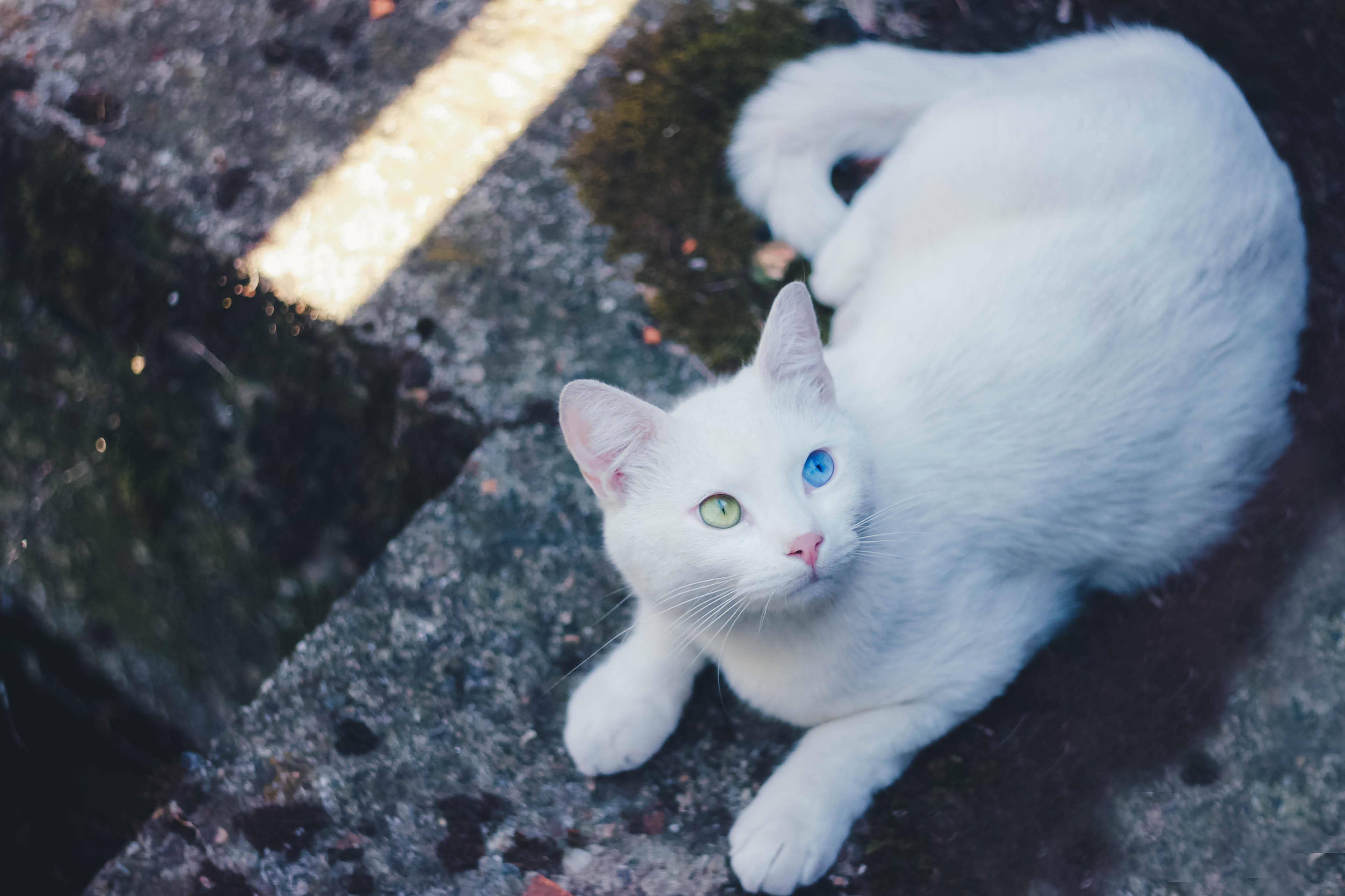 Beautiful Street Cat Posed for Me.