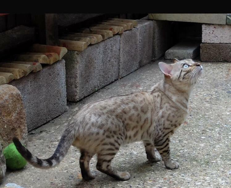 Being All Majestic
