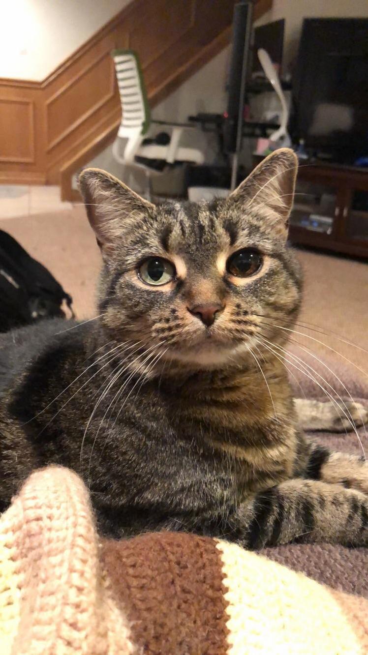 Bella Has 2 Different Colour Eyes