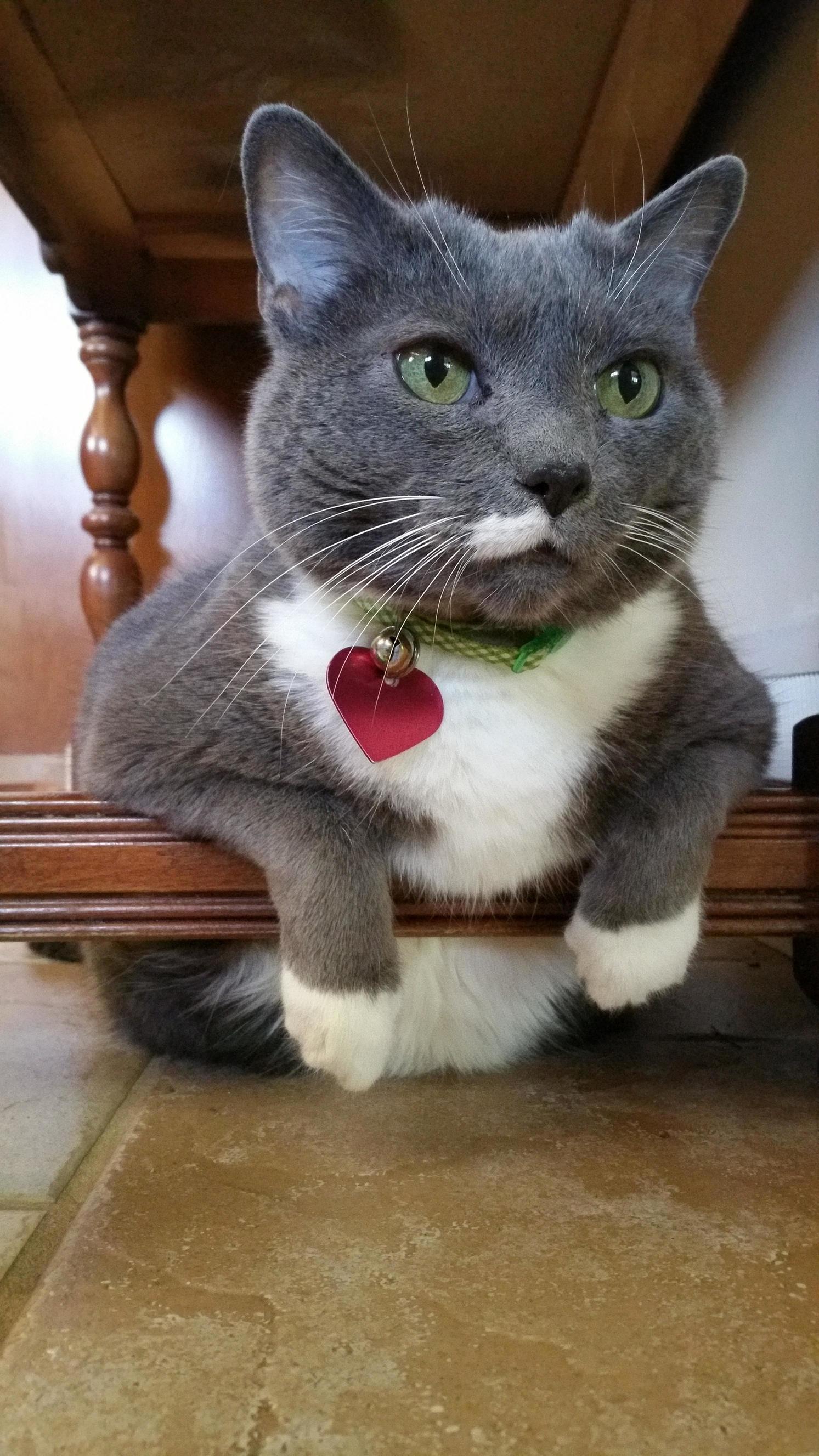 Bella Often Relaxes in This Manner.