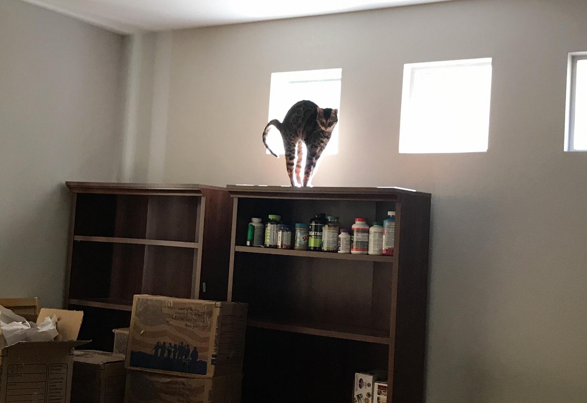 Belli Is Practicing for Halloween