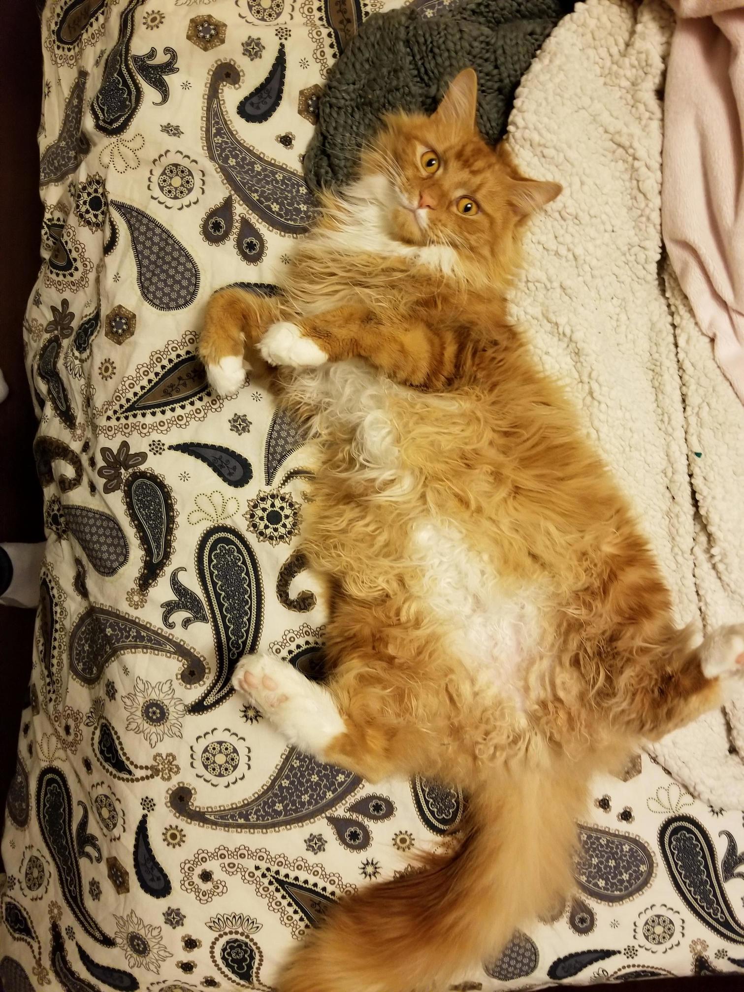 Big Floofs