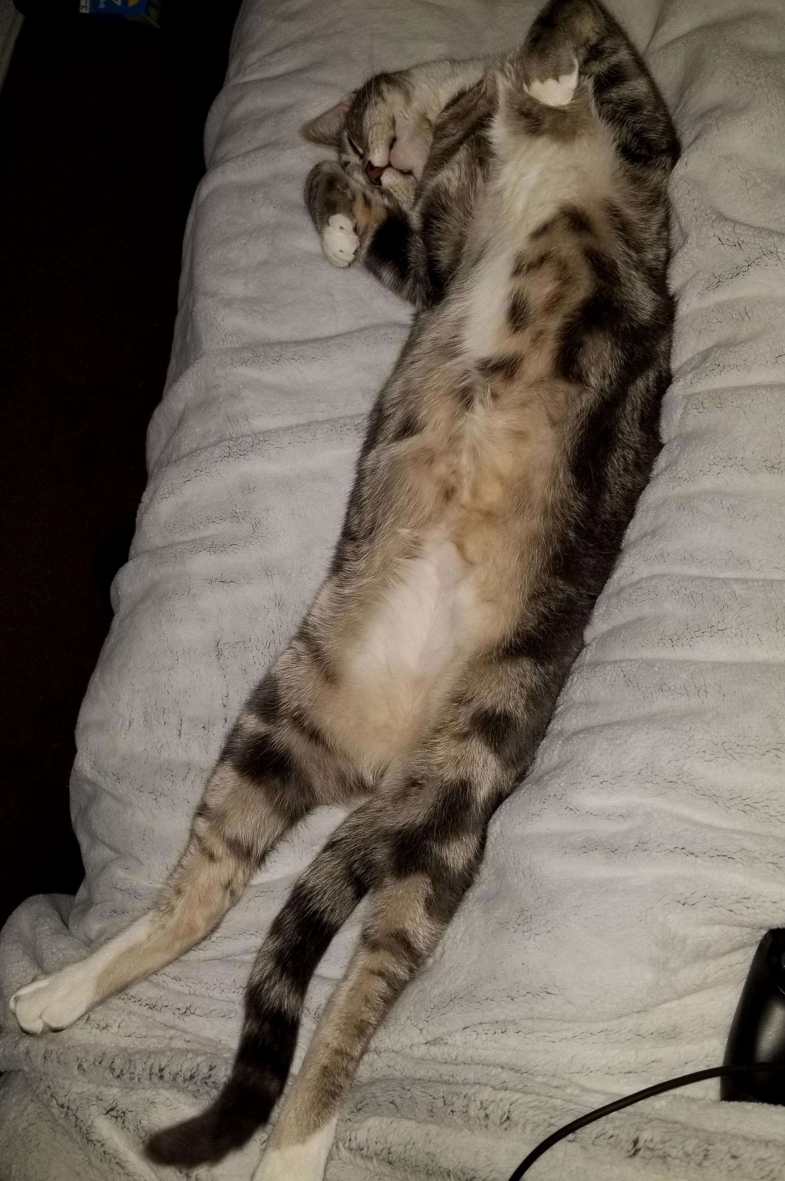 Big Lazy Kitty
