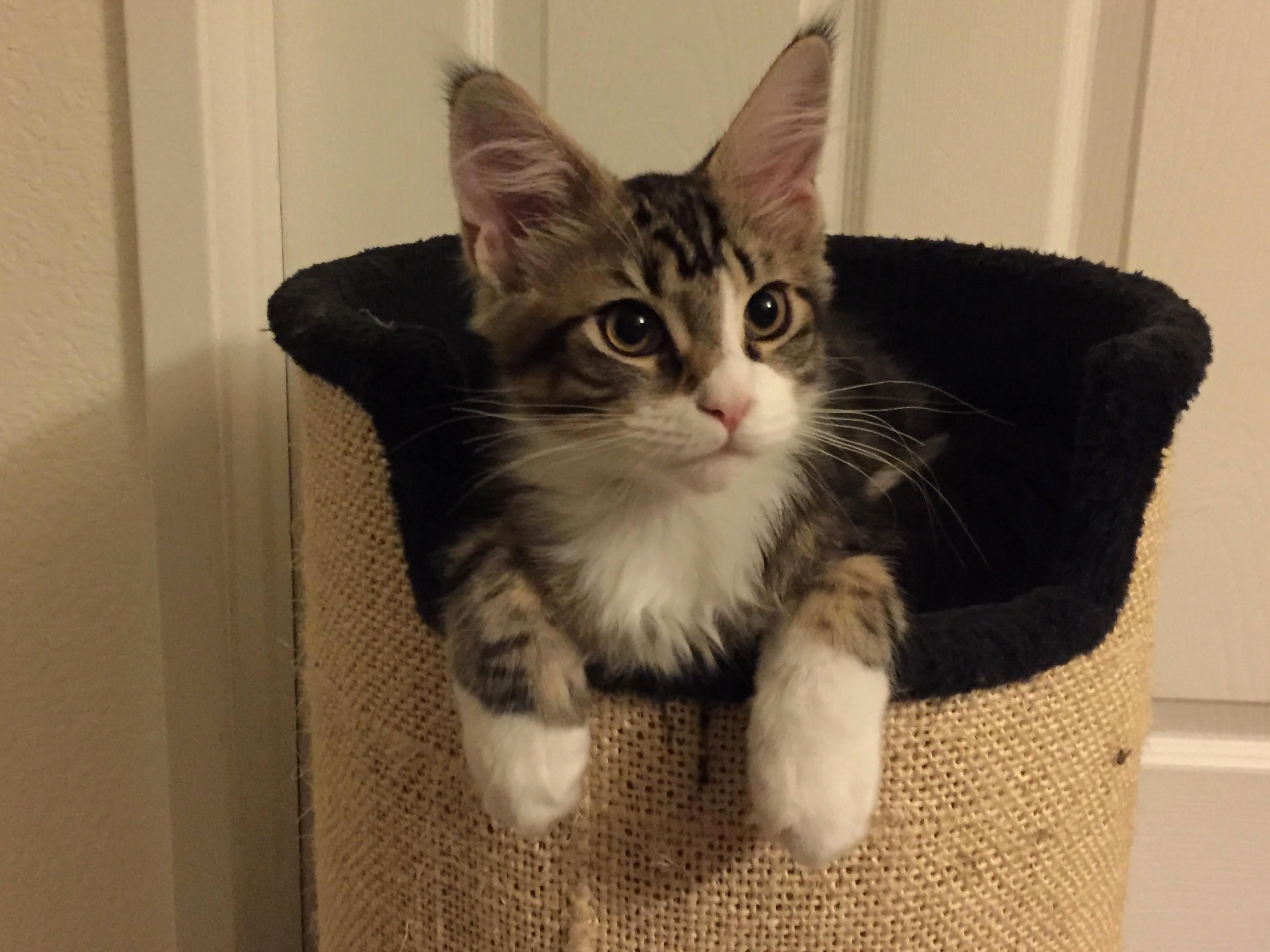 Big Paws, Thor