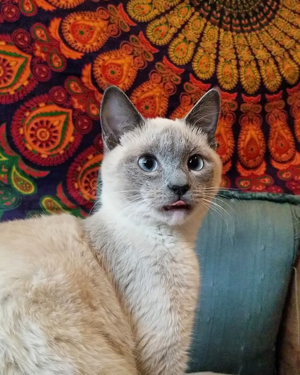 Bleb.