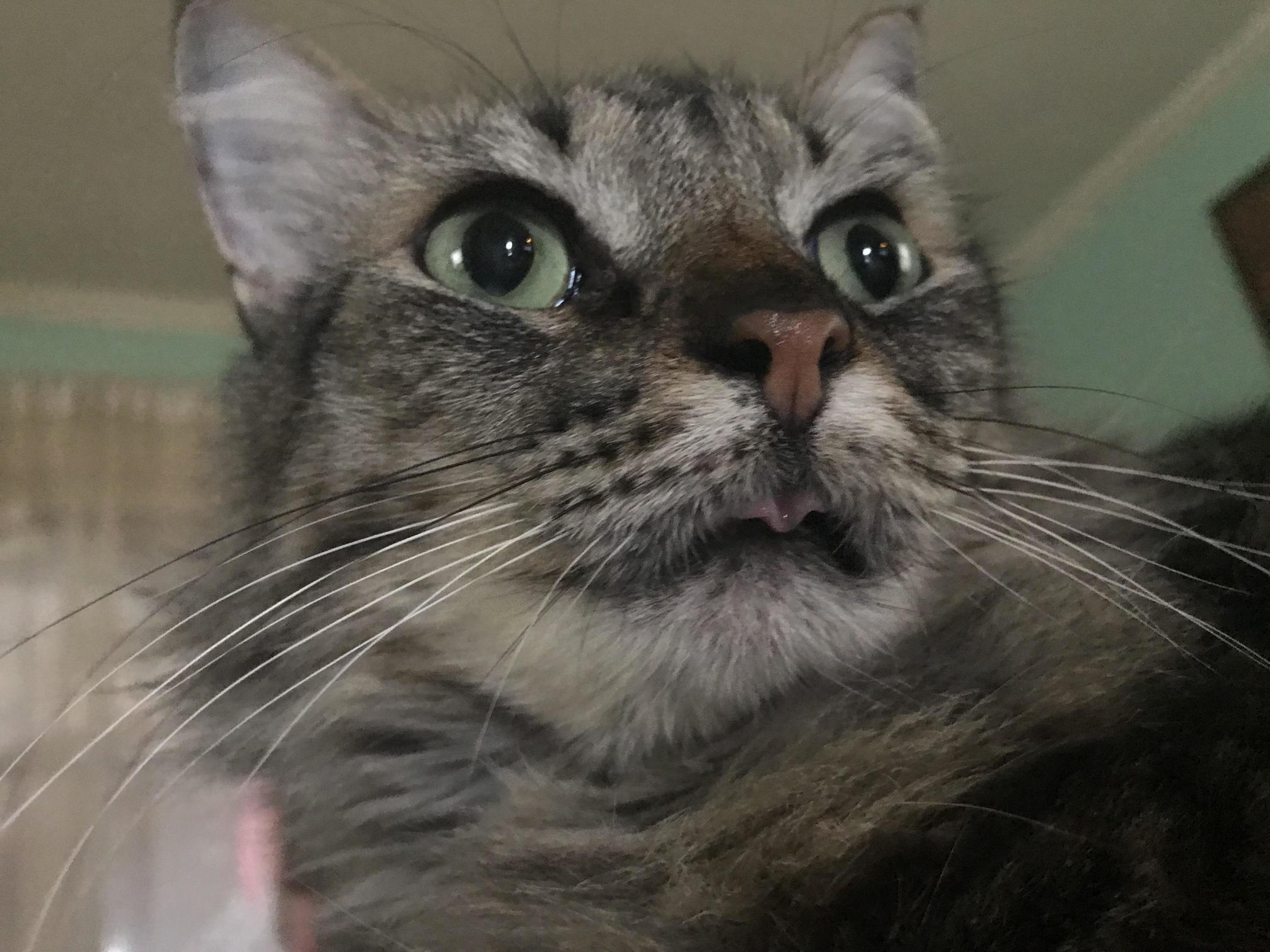 Blep P