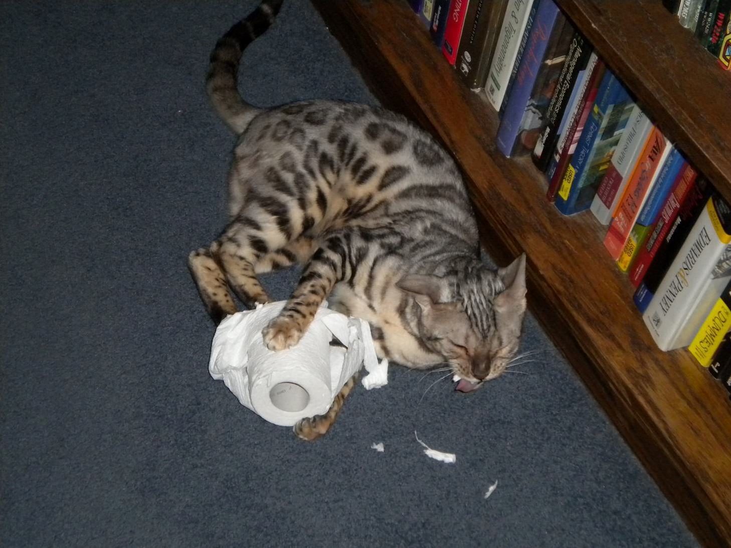 Bored with His Toys, Zeus Finds Other Things to Play With. Need to Get Some New Toys for Him.