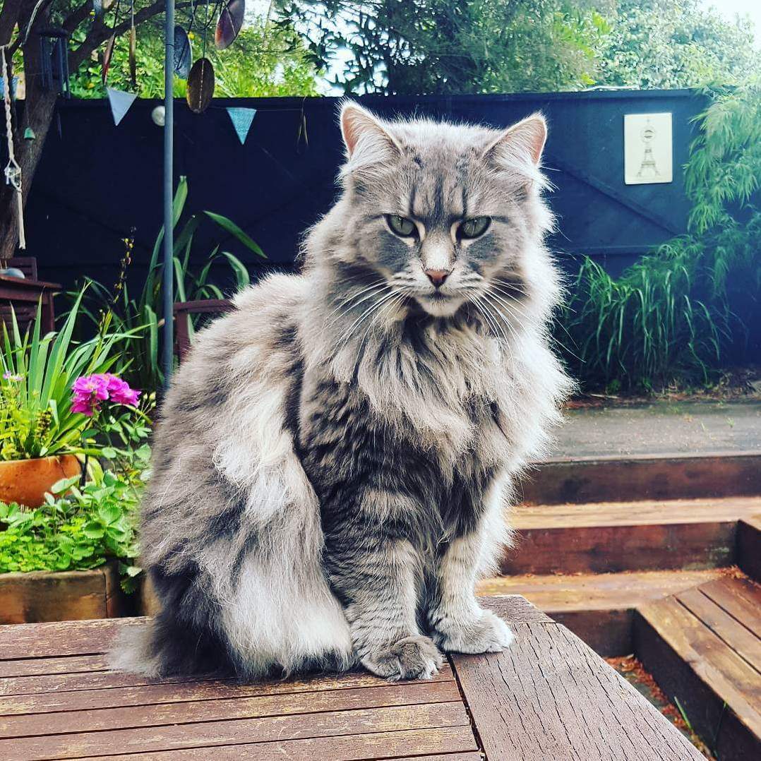Bubbles Looking Serious