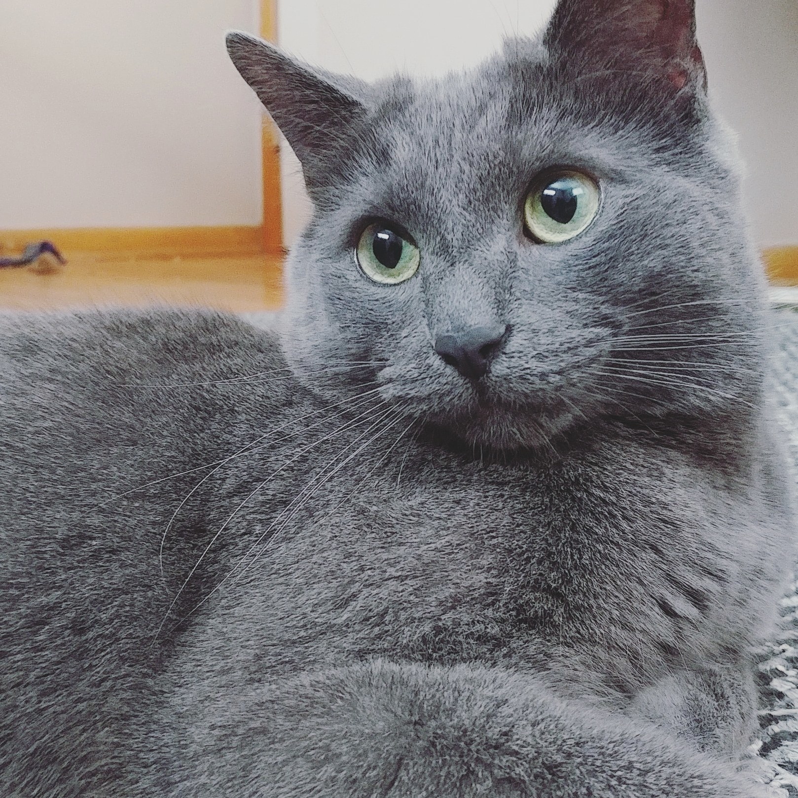 Buddy My Little Model