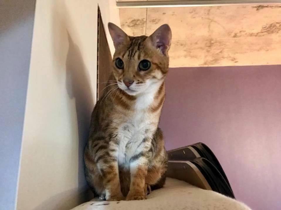 Burma, My 10 Yo F4 Bengal Cat