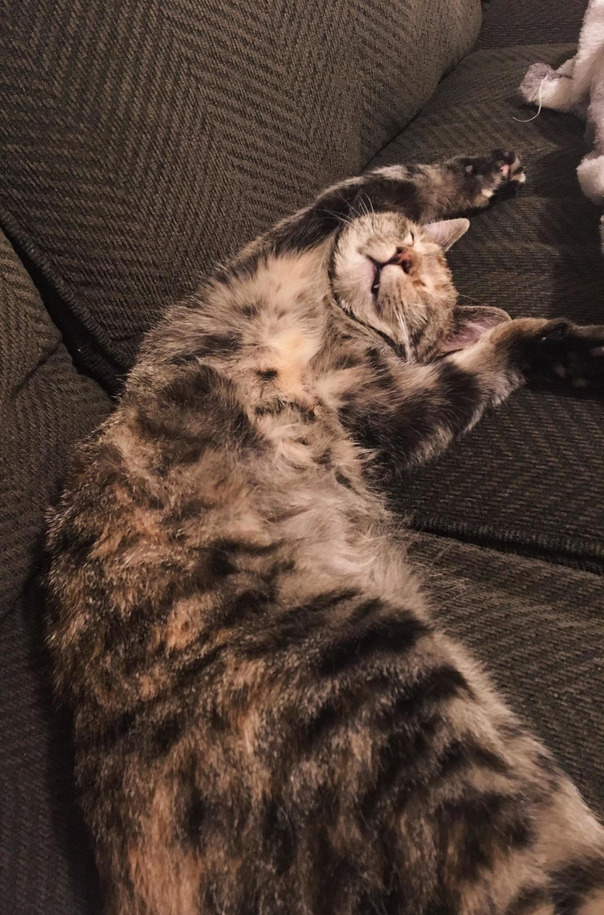 Came Home to a Happy, Sprawled-out Girl )