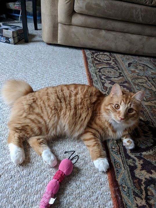 Can Someone ID My Cats Breed I Believe He Is a Kuril Bobtail, but Im Unsure As He Is a Rescue.