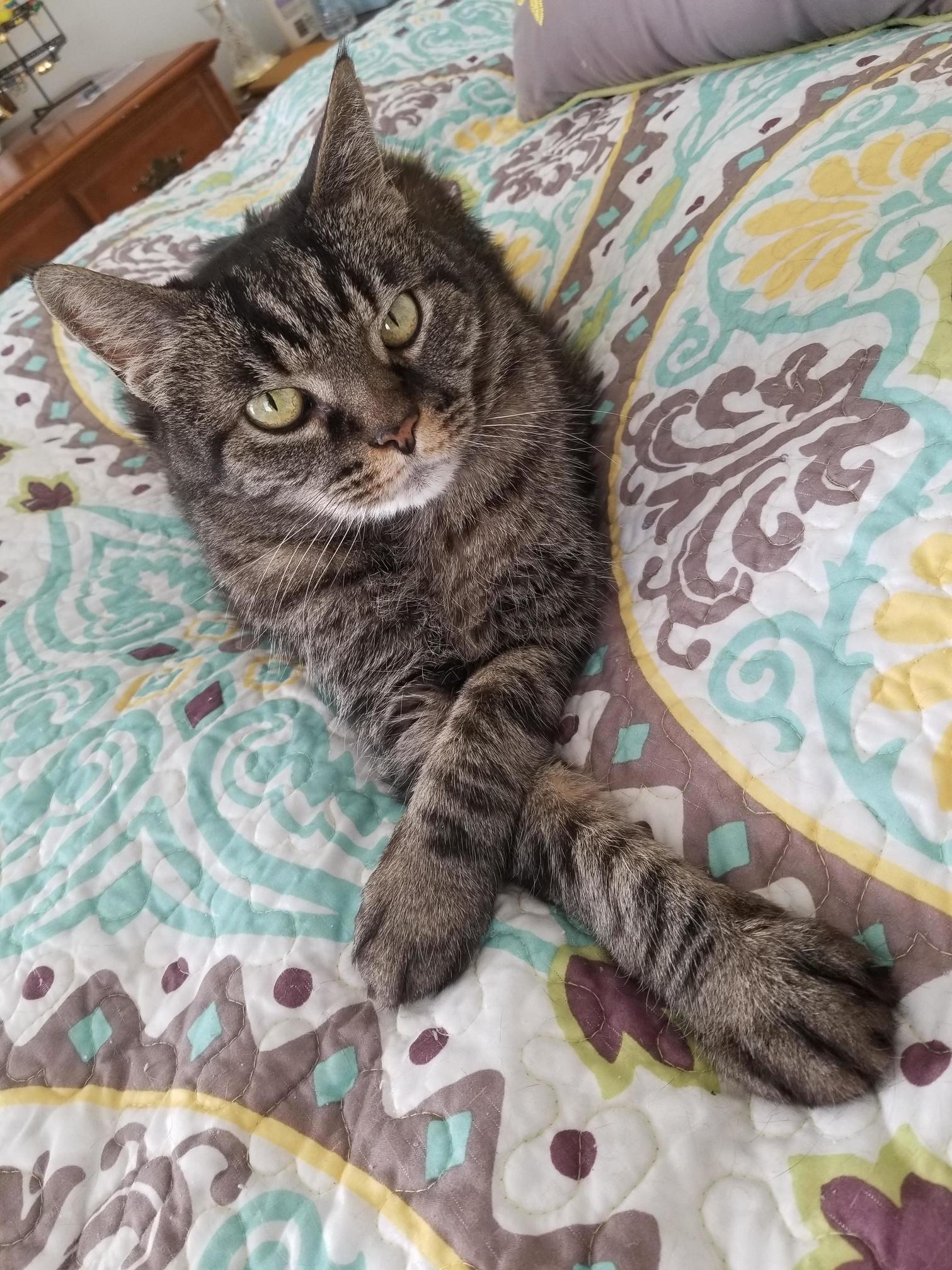 Cat Do Not Always Pose for Photos, but When He Do, Is Always in 100% Natural Lighting.