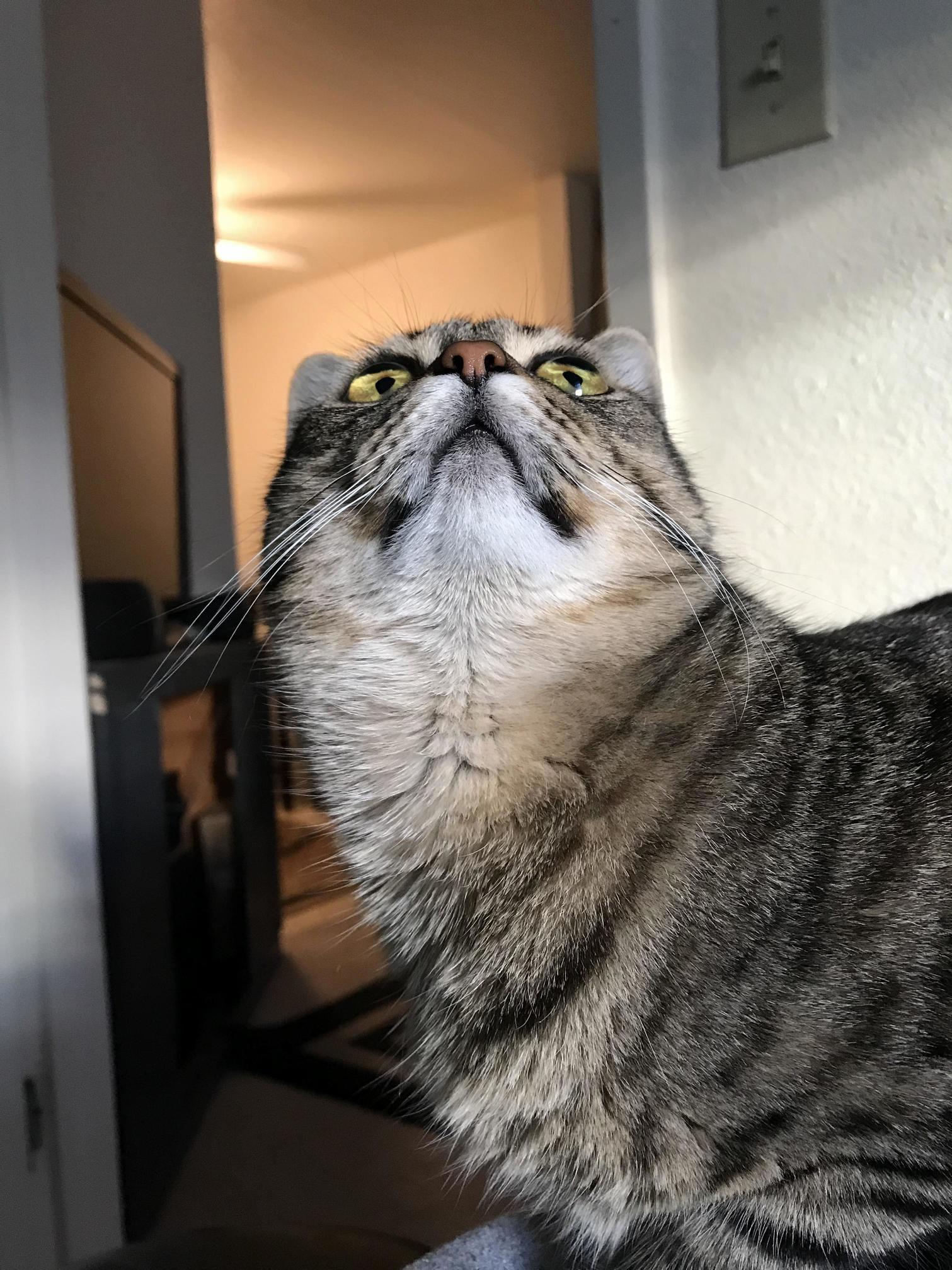 Cat Doing Walrus Impression
