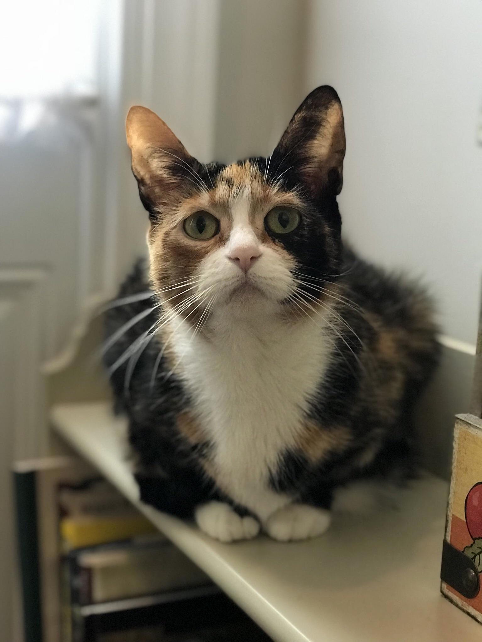 Cat Model
