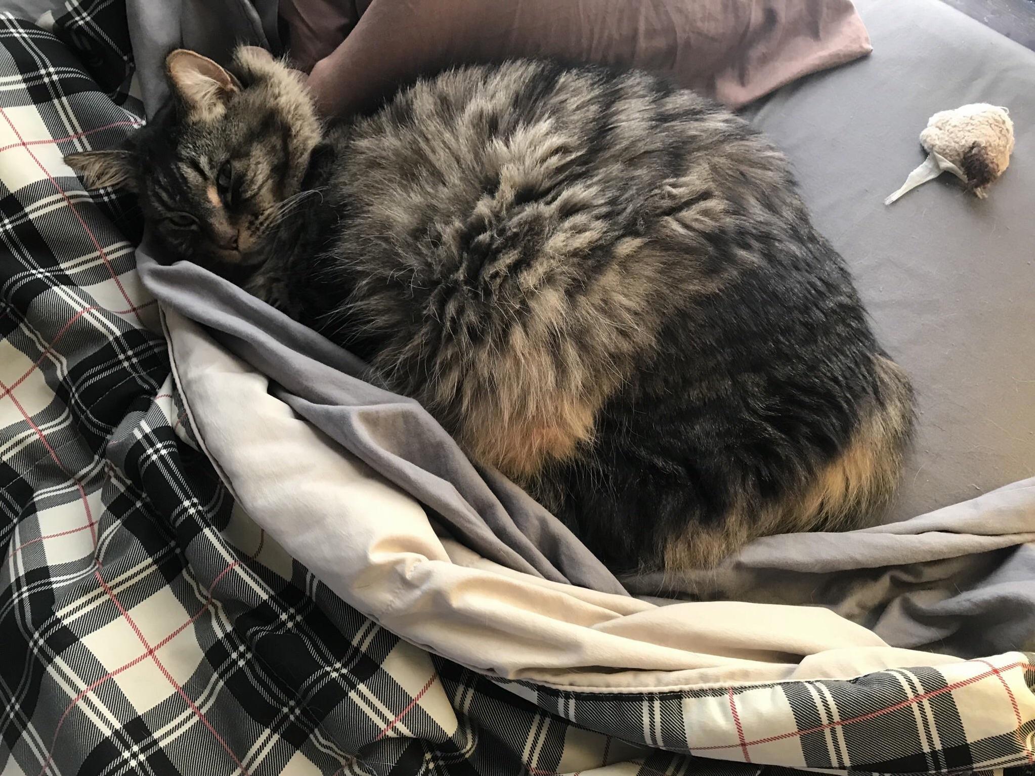 Cat Pawed at My Face for Ten Minutes and Brought Me His Toy Before My Alarm This Morning...i Finally Get Out of Bed and He Snuggles Right Back in and Goes to Sleep. Jerk.