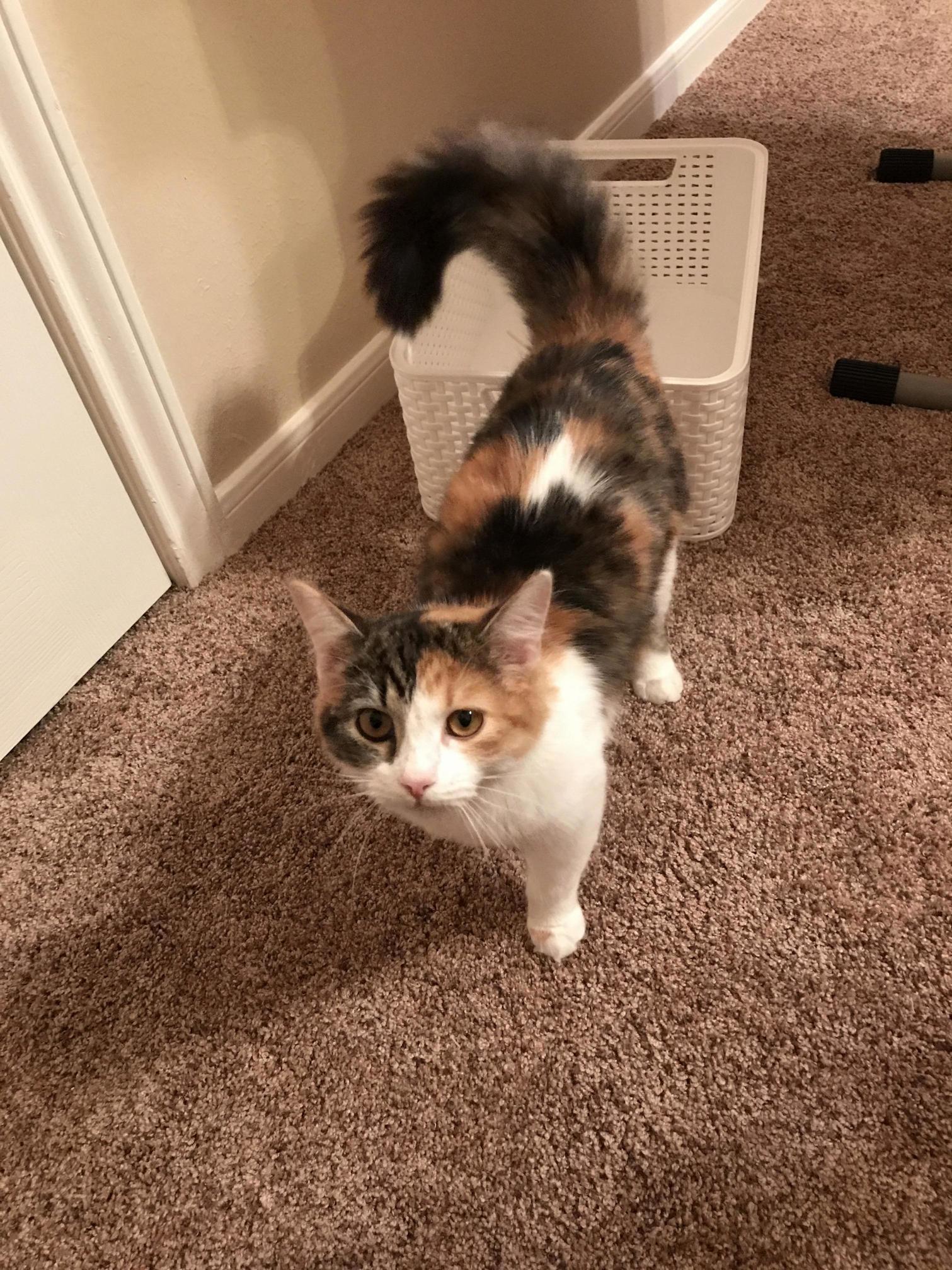 Cat. Shes Posing Perfectly! Her Names Gerald; This Pic Made My Day!