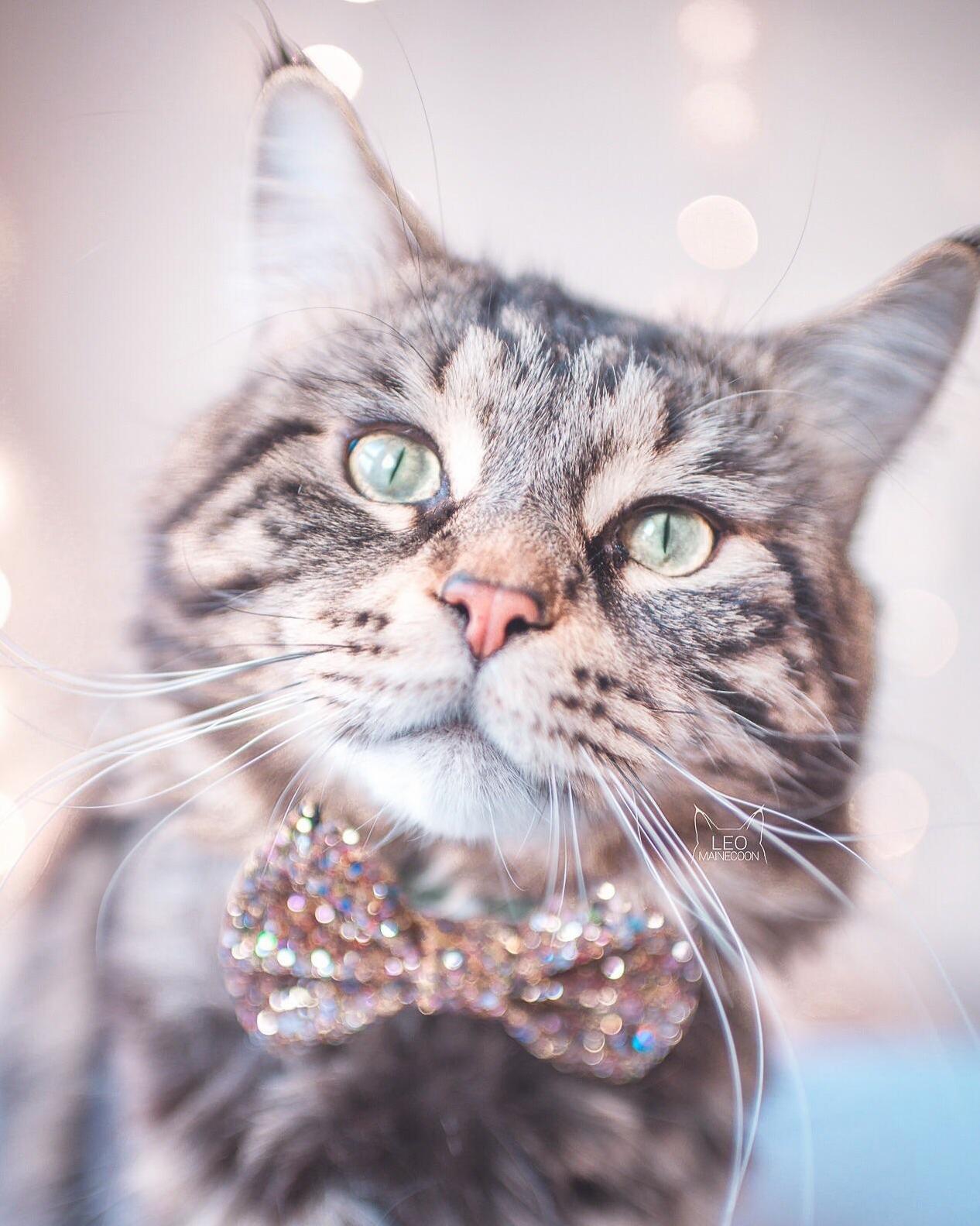 Cats Can Head Tilt Too!