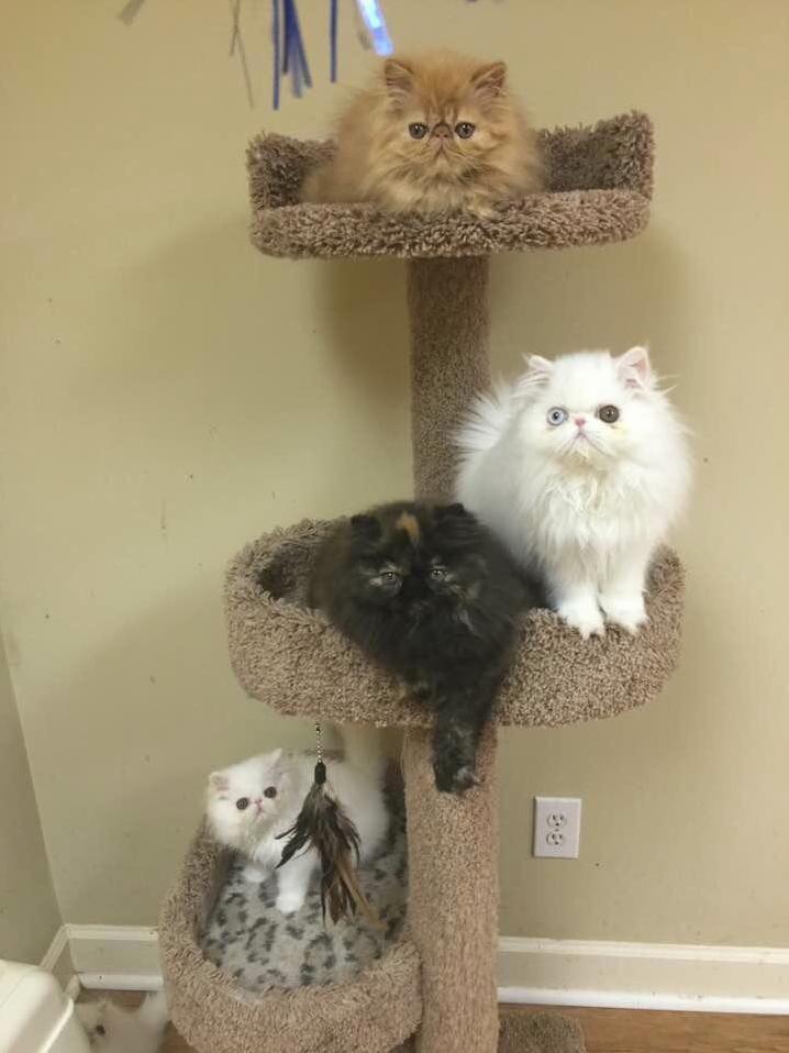 Cats Dont Grow on Trees