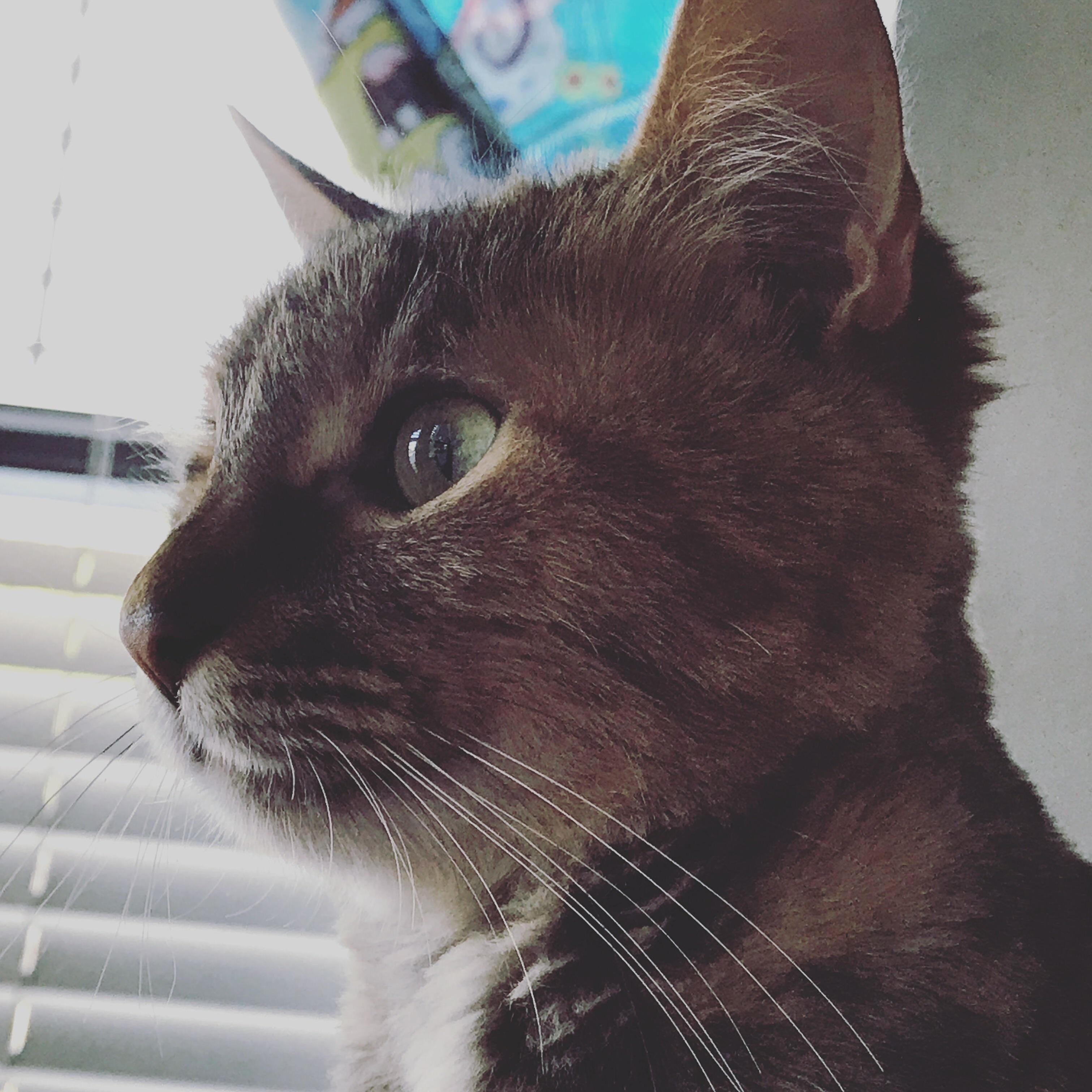 Cookie, My Maine Coon with a Fresh Trim