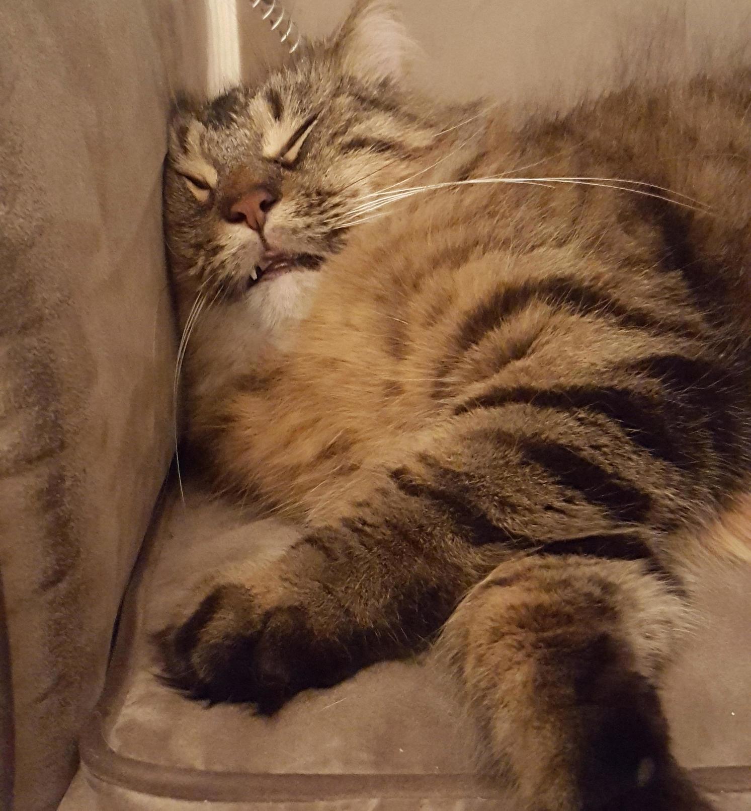 Cooper aka Turkey Conked Out on the Couch