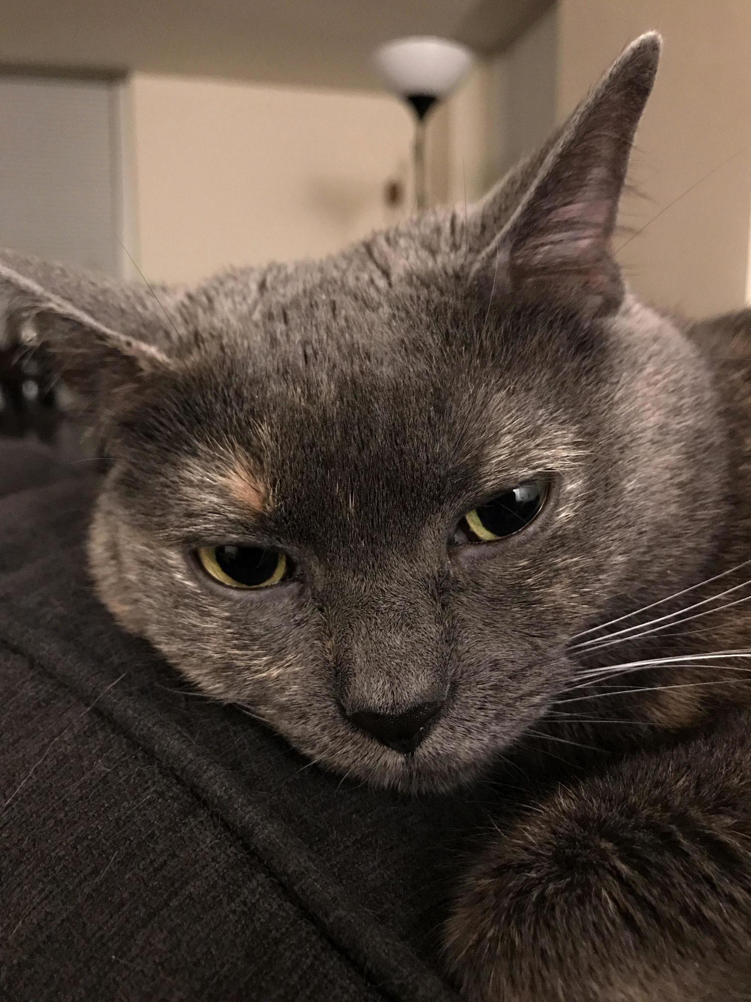 Cutie Patootie