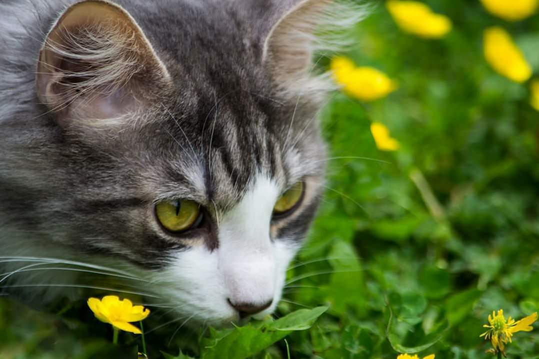 Dawson Taking in the Outdoors