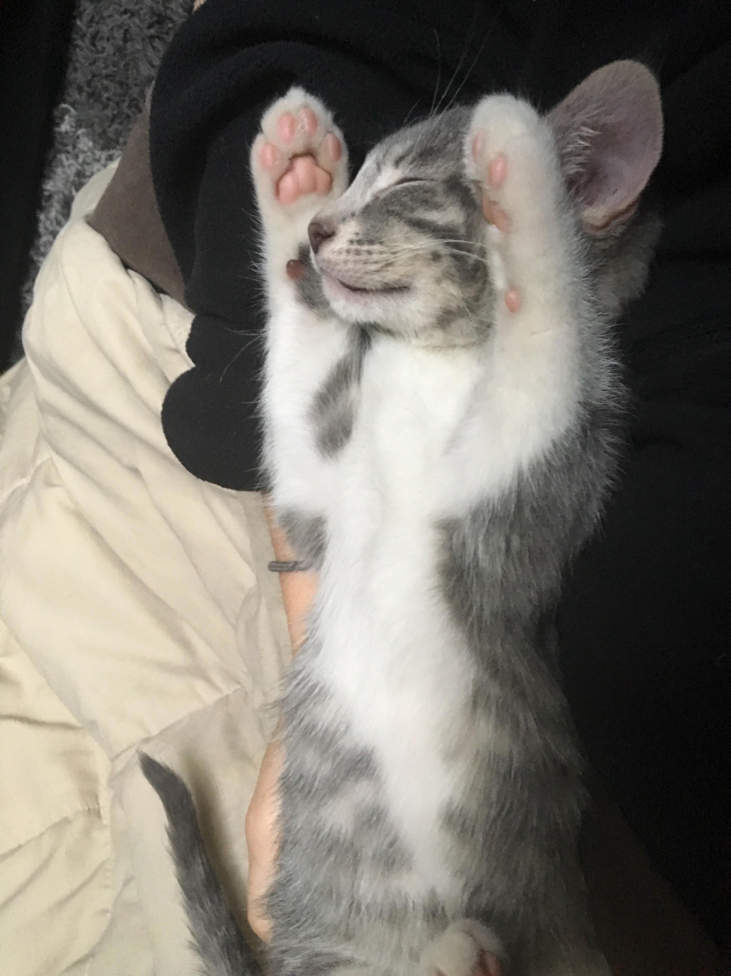 Dreams of Being a Cat Burglar. He Got Caught Though.