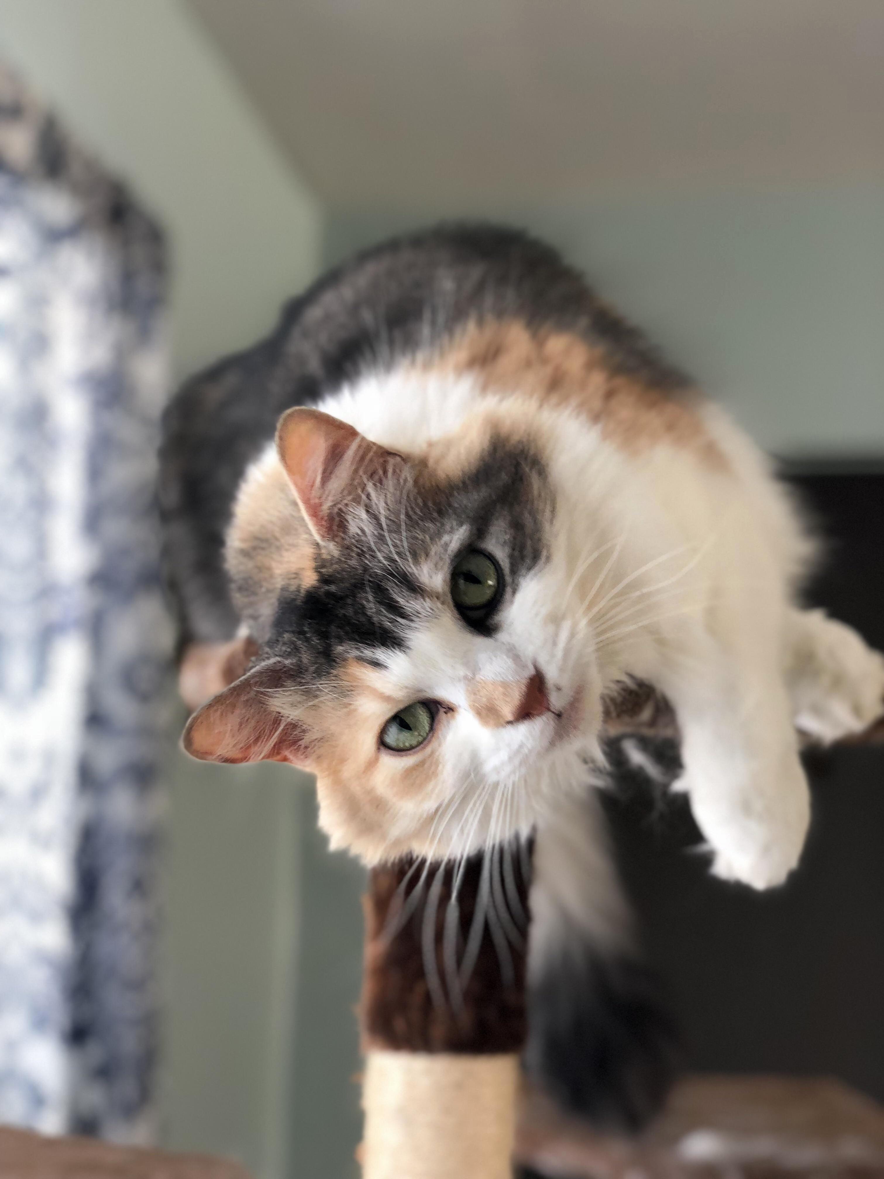 Dulce Says Hi!