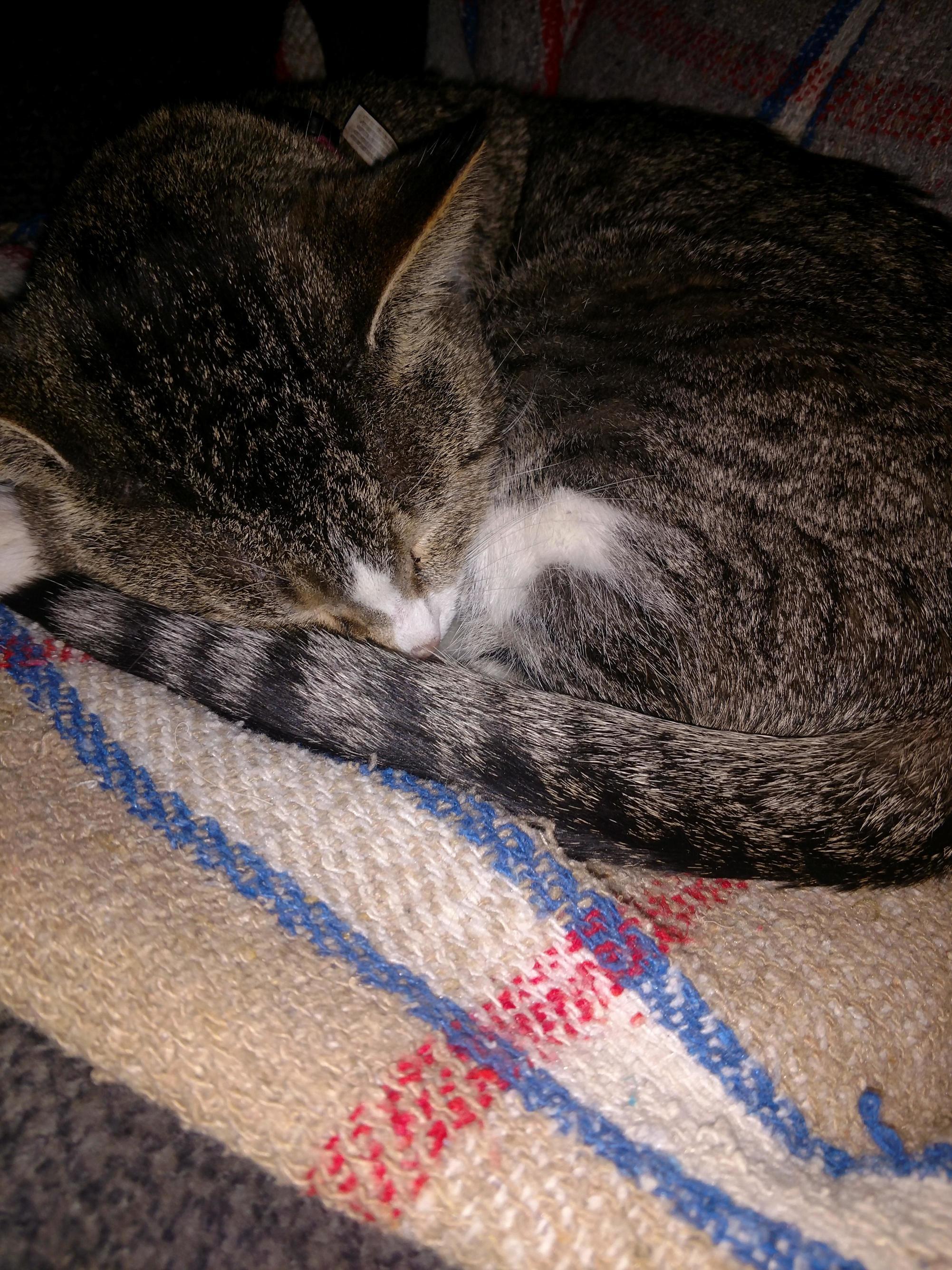 Edward Scissor Paws Taking a Nap