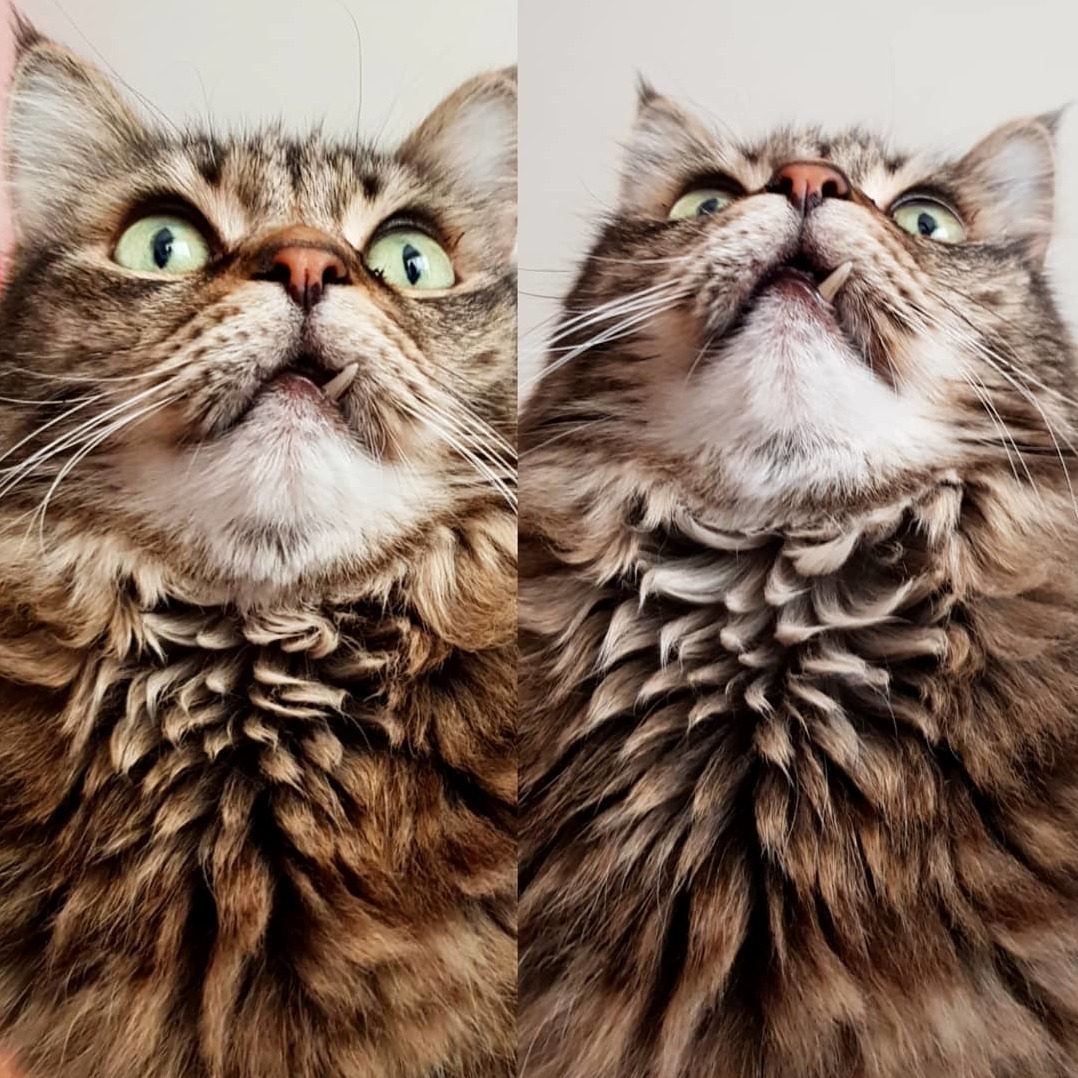 Elvis, Our 9 Year Old Rescue Has Quite the Neck Floofs.