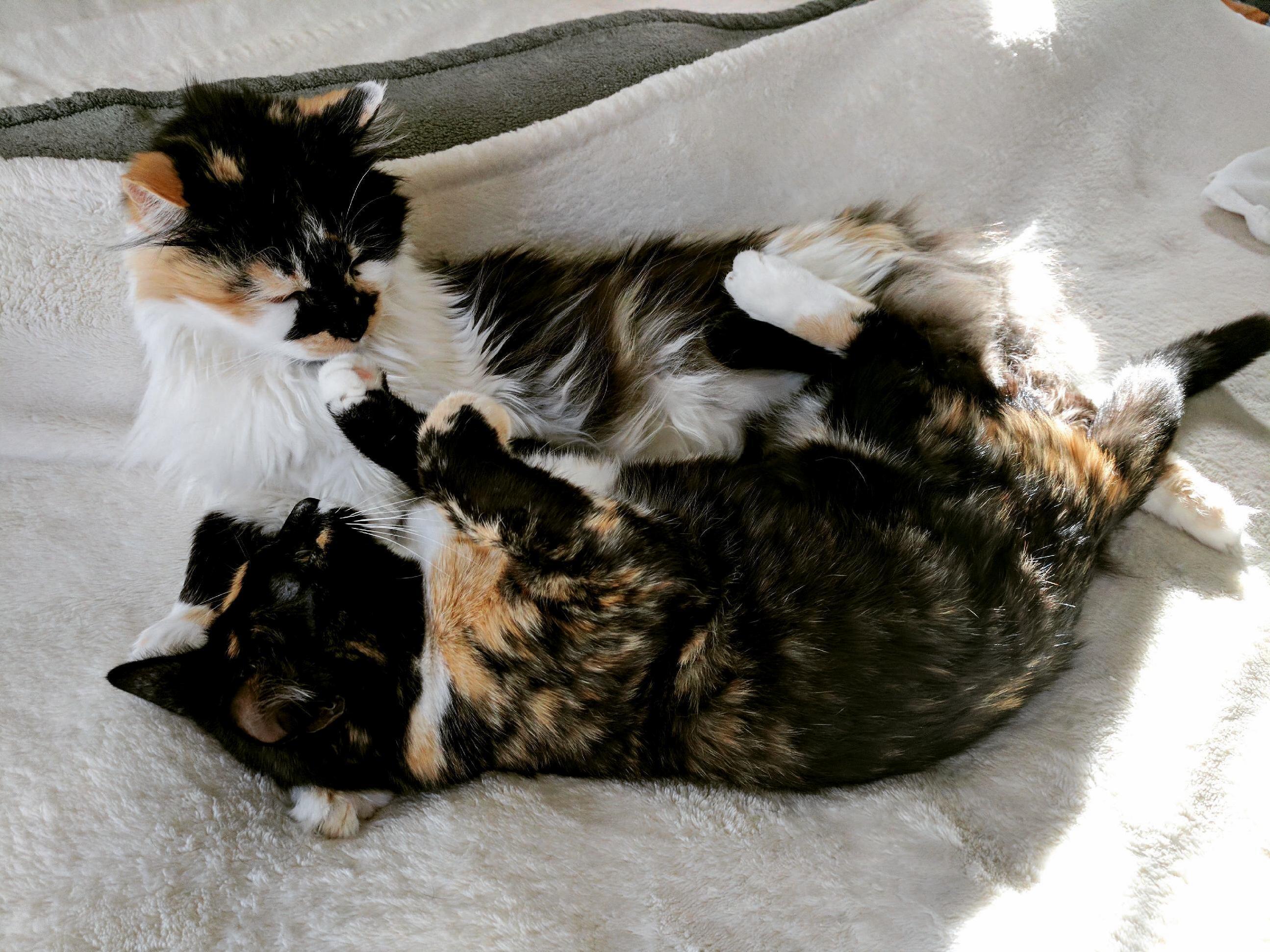 Enjoy a Cute Picture of My Girlfriends Cats. on the Top Is Girlkitty and on the Bottom Is Boo )