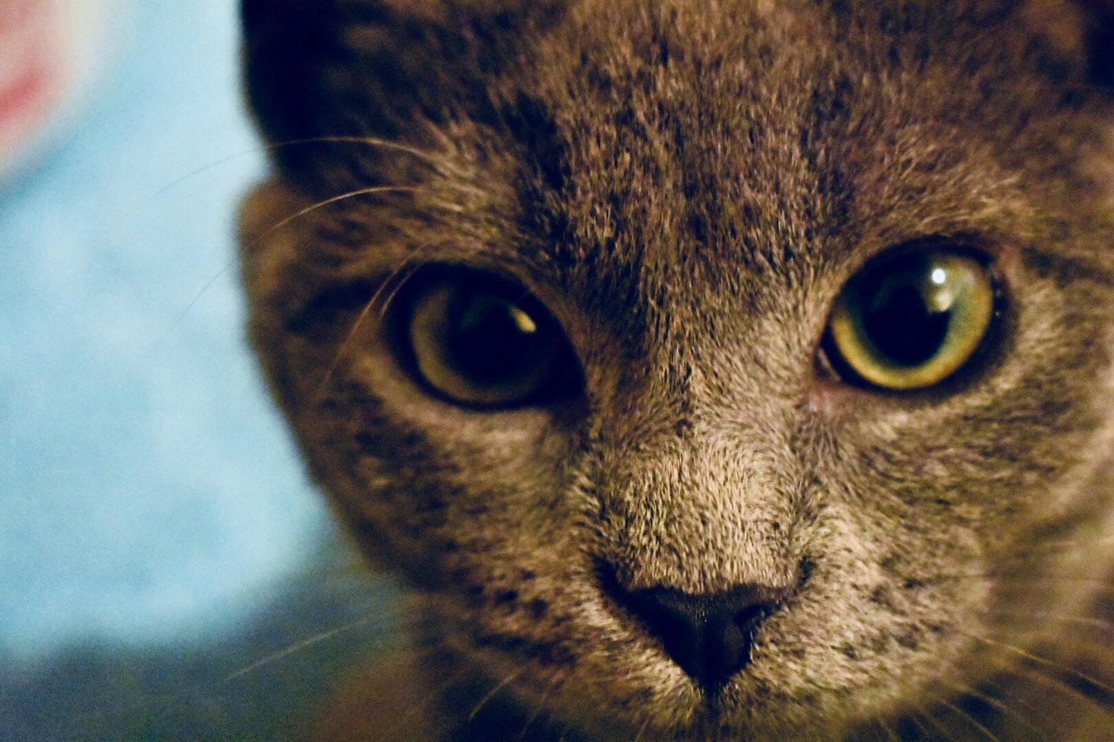 Everyone This Is Svetlana! Just a Kitten but She Is Getting So Big! We Believe She Is a Russian Blue. Hence, the Russian Name.