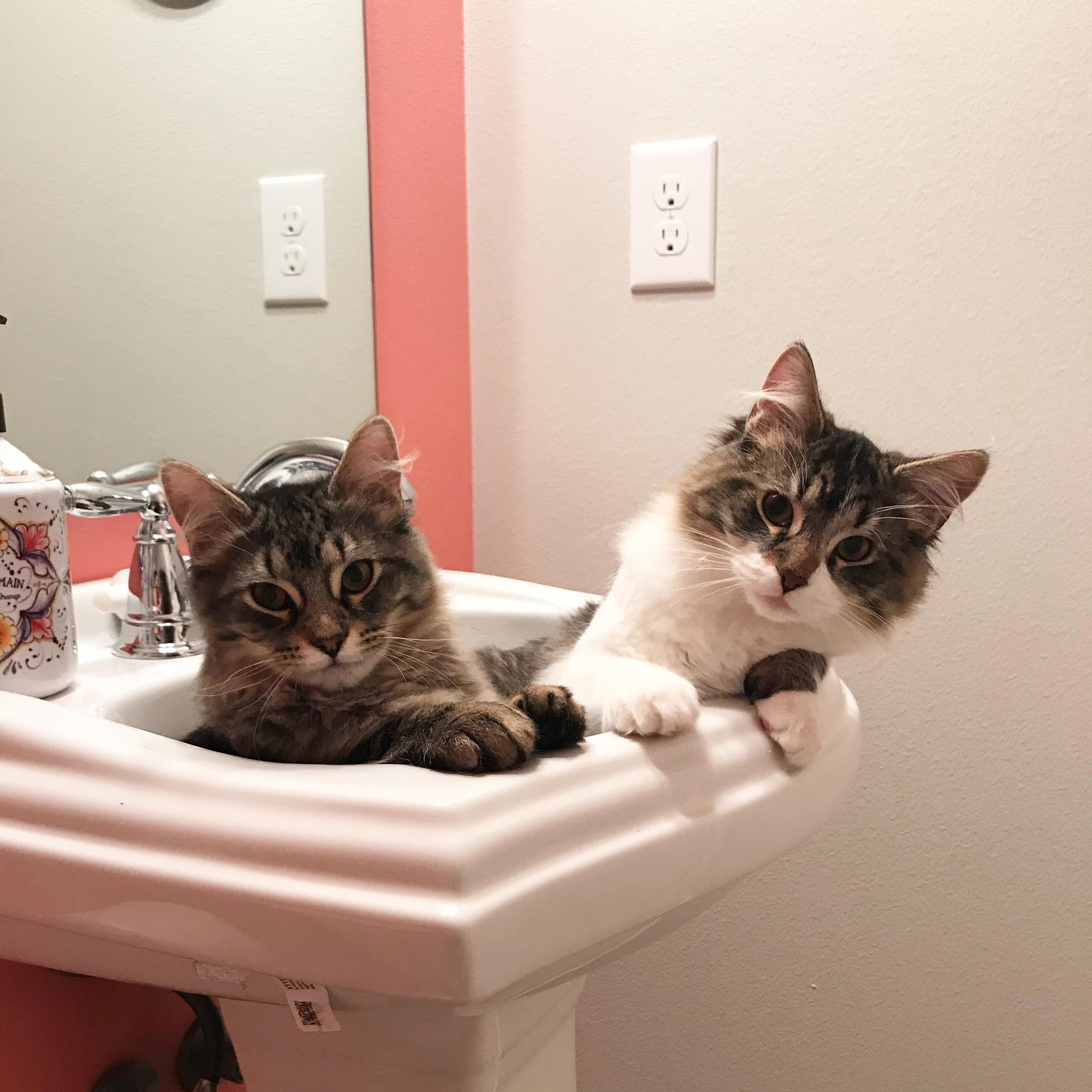 Everything but the Kitten Sink. Starring Rocky and Oscar