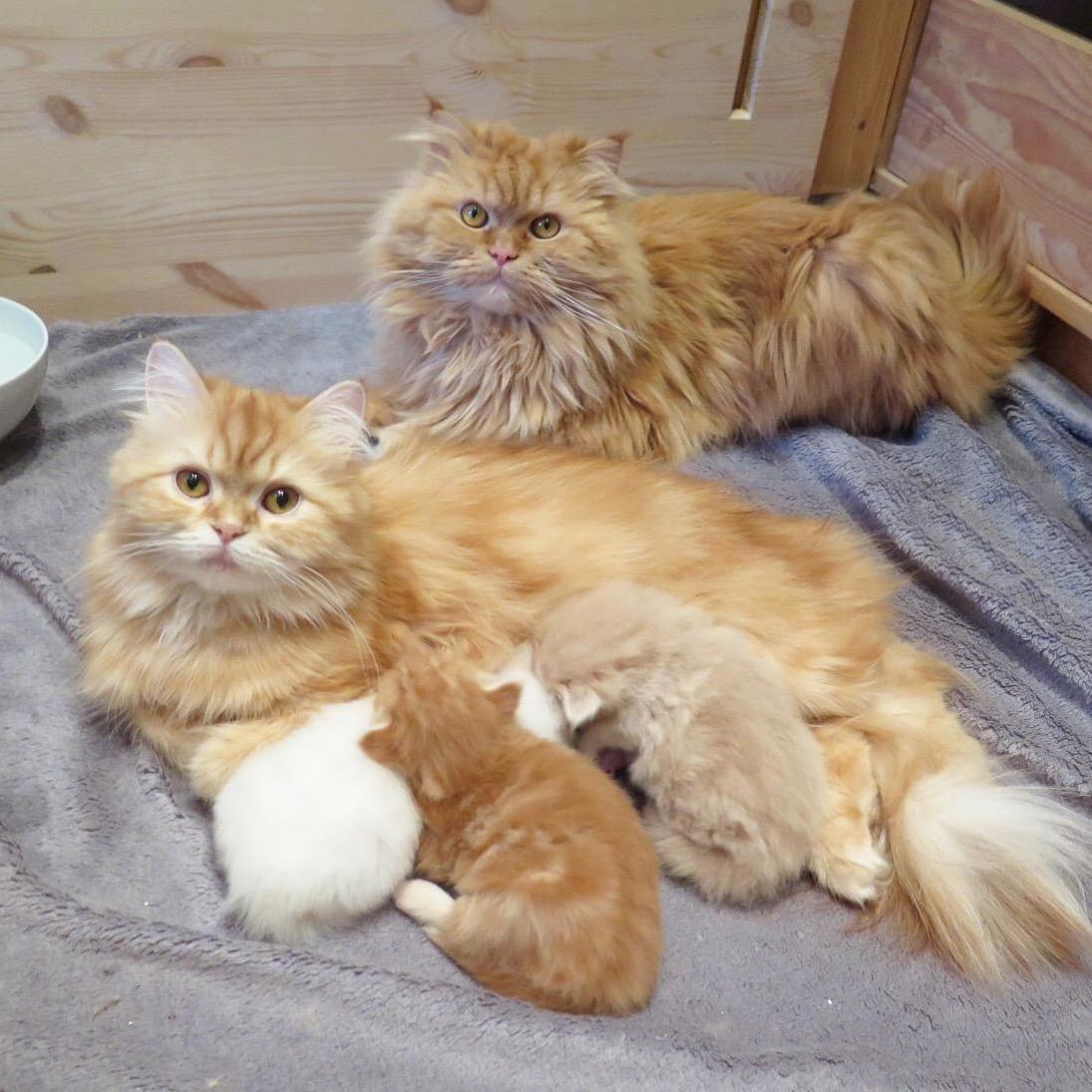 Family Portrait, Seconds Before the Father Knocked Over the Water Bowl and Drenched His Family.