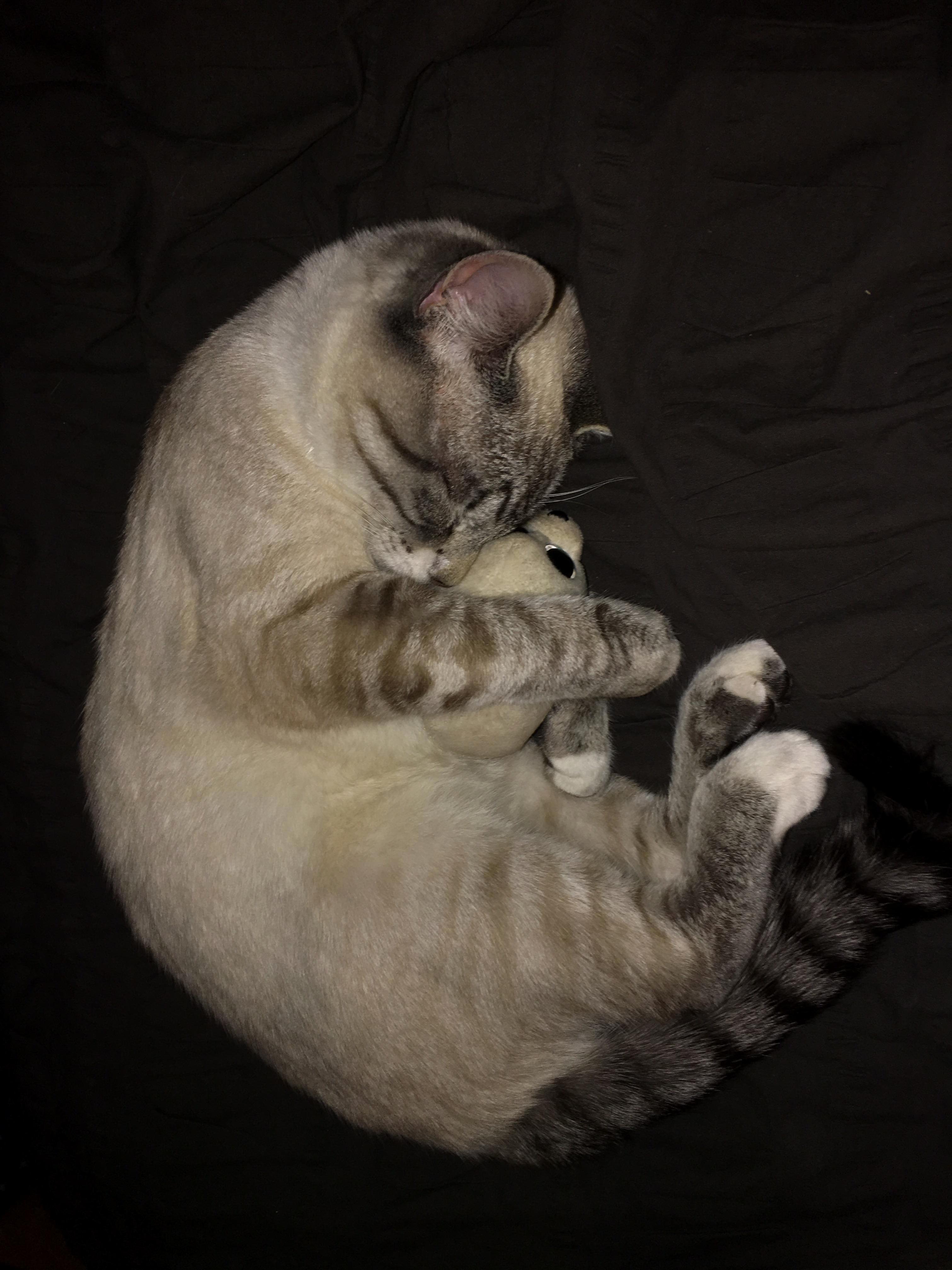 Fefe (Felix) Loves His Sealie So Much. He Always Carries Him Around in His Mouth!
