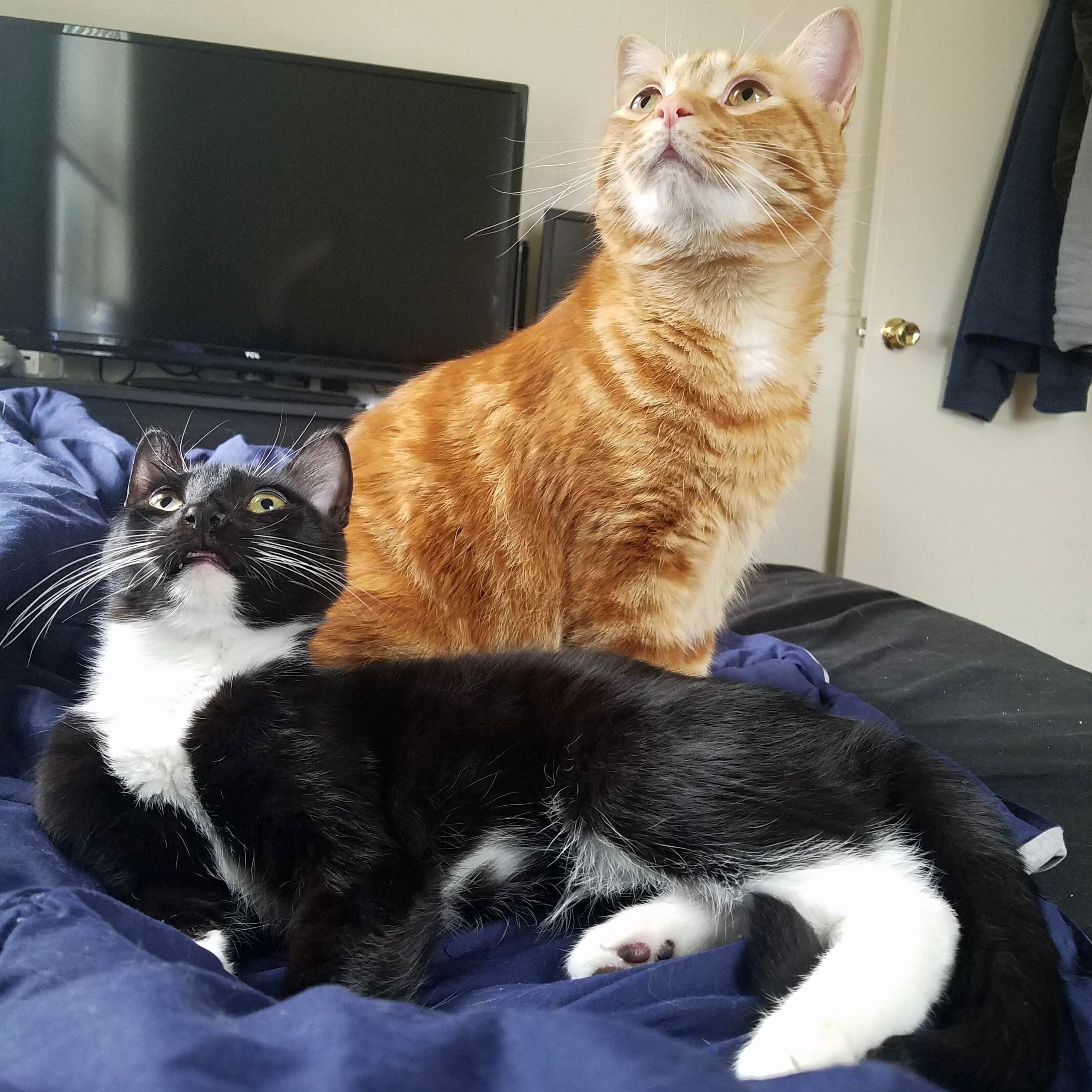 Finally Got Them to Look in the Same Direction While Acting Cute
