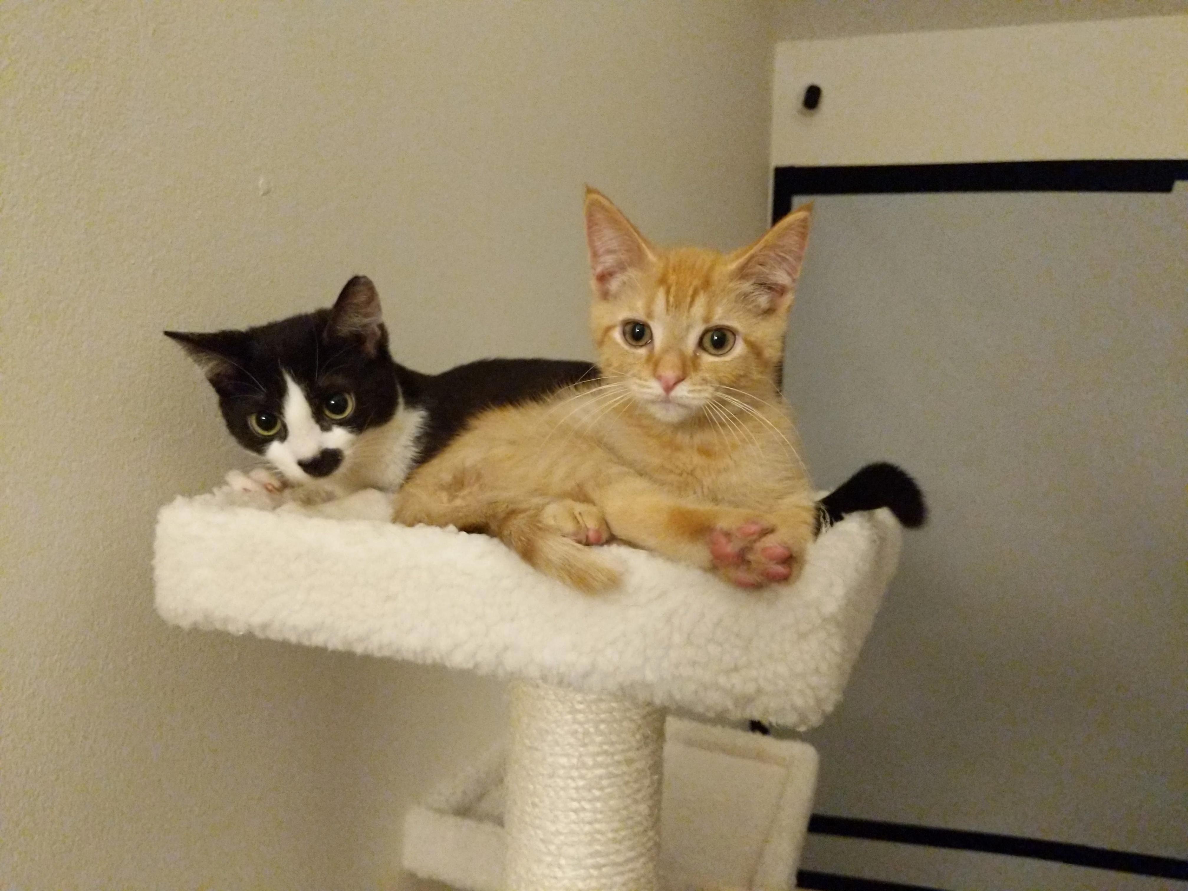 Finally Got These Two Kittens to Relax a Bit!