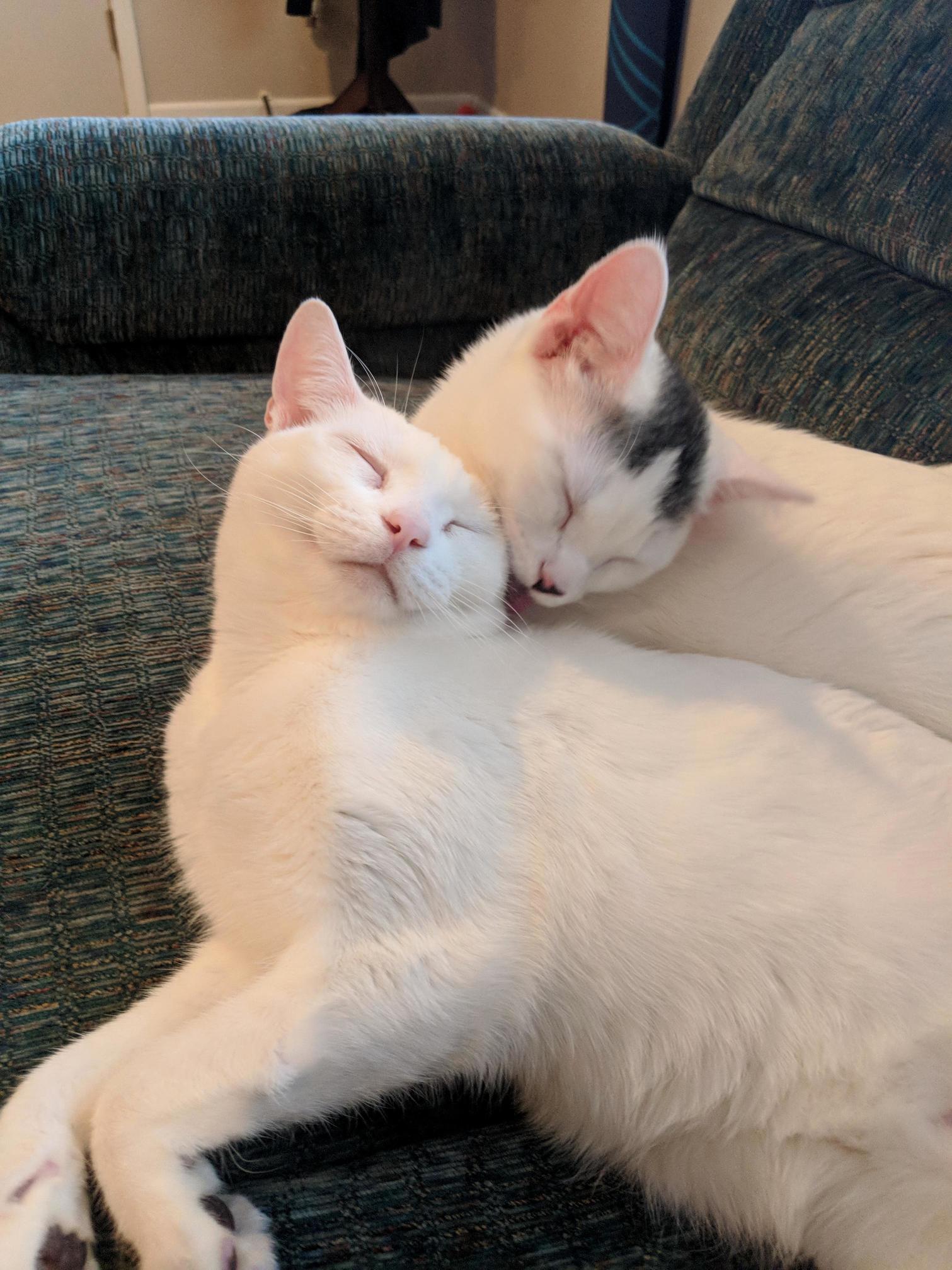 Finn and Monkey Love Each Other Very Much