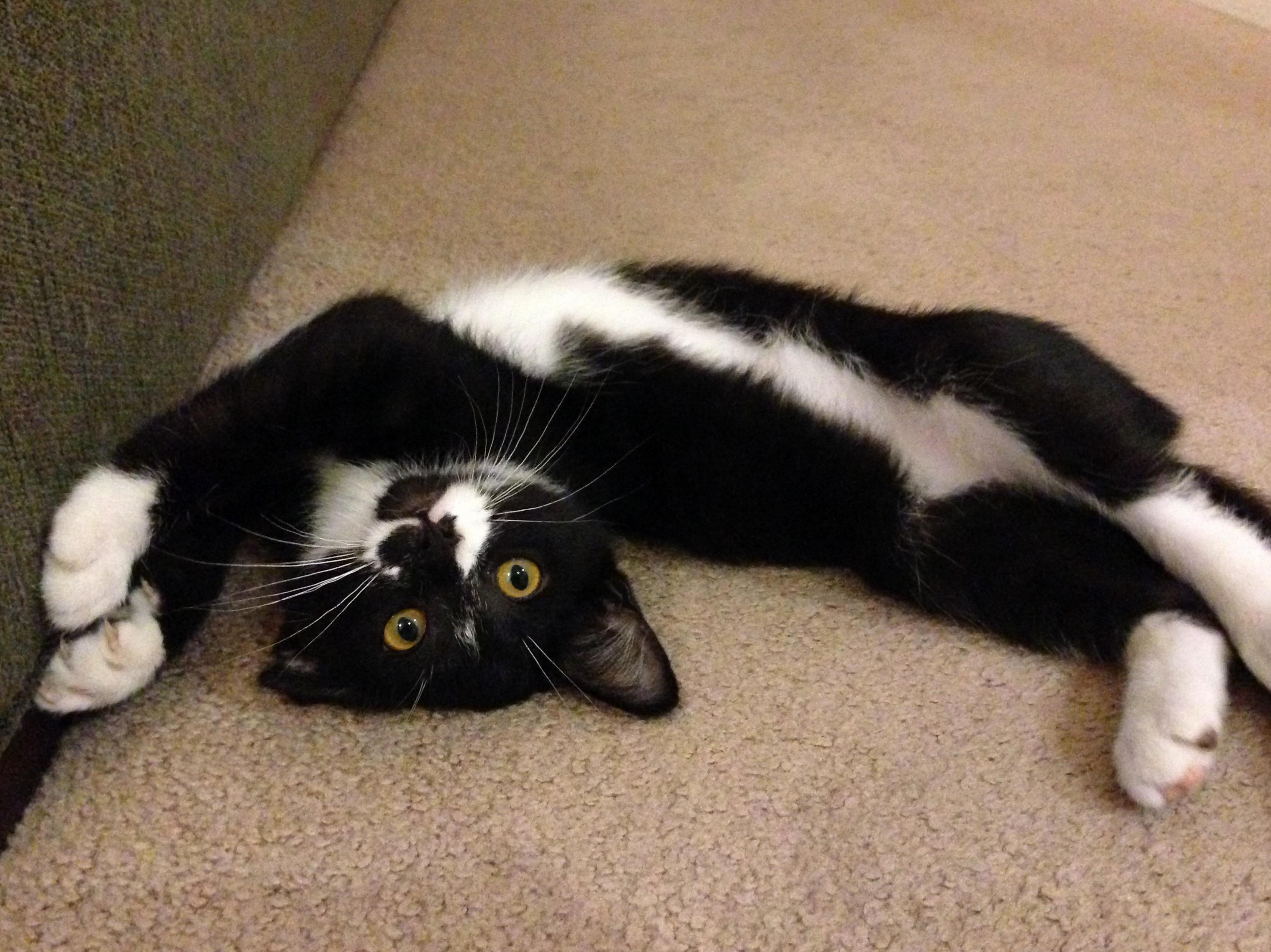 Foster Wesley