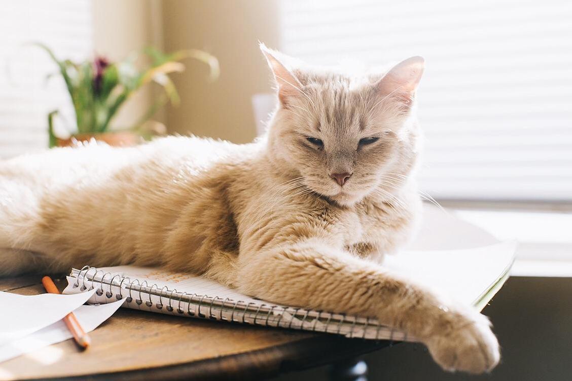Found Abandoned As a Kitten, 11 Years Ago, I Convinced My Parents to Let Me Bring Him In. Hes Been There Through My First Breakup, College, and New Career. My Best Friend Is Never Far.