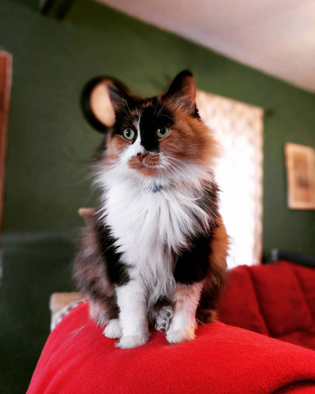 Found Her in the Street in Front of Our House, One Year Later Shes the Queen of the House.
