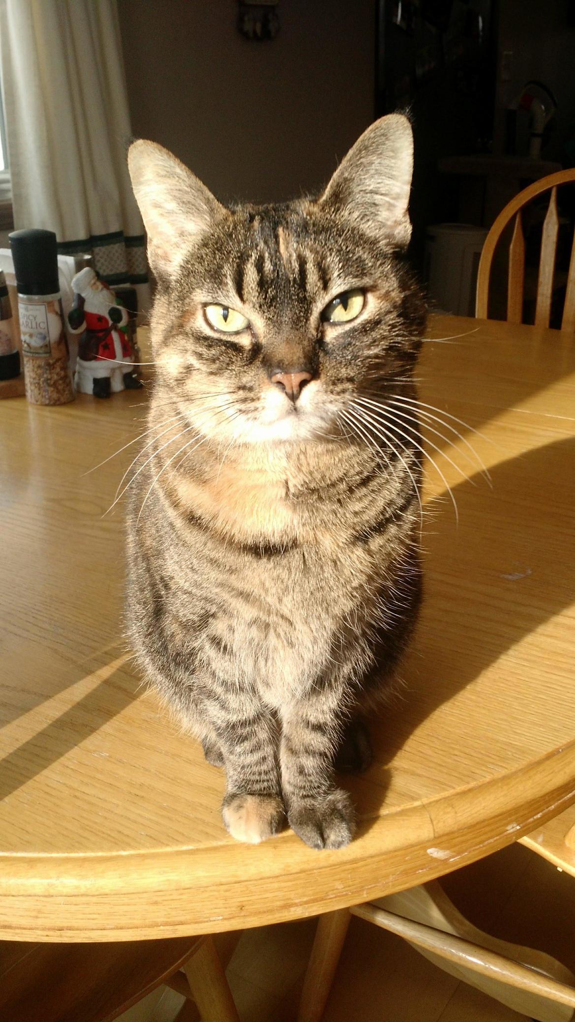 Gracie - Almost 13 Years Old ... Had Kidney Failure and Passed Away Yesterday. She Will Be Missed by Our Entire Family.